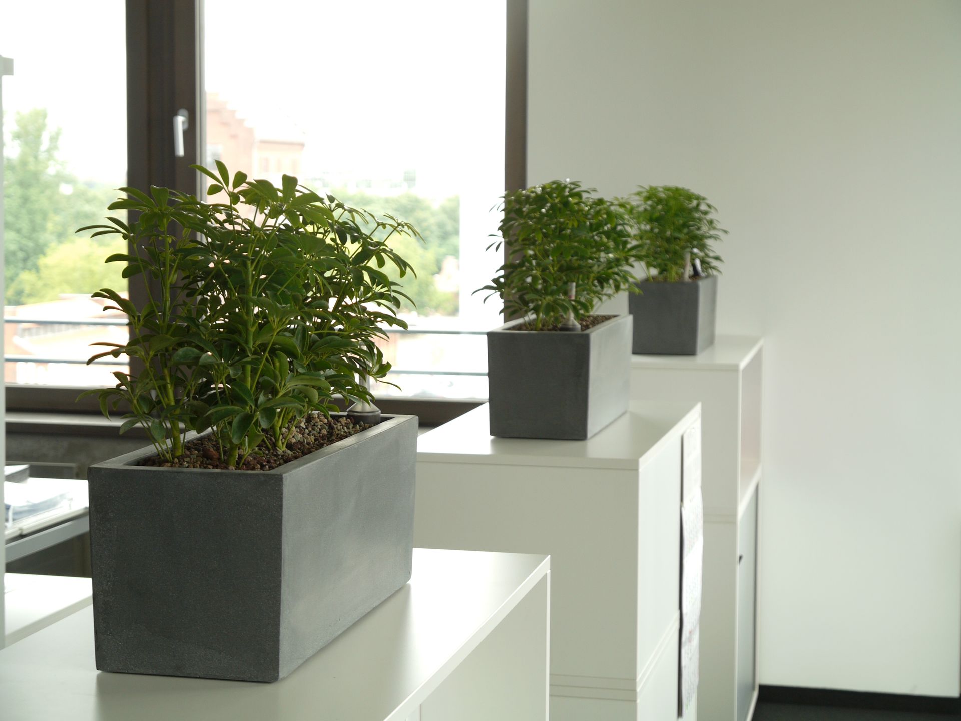 Moderne Pflanzen in weißen Blumentöpfen im Innenraum.