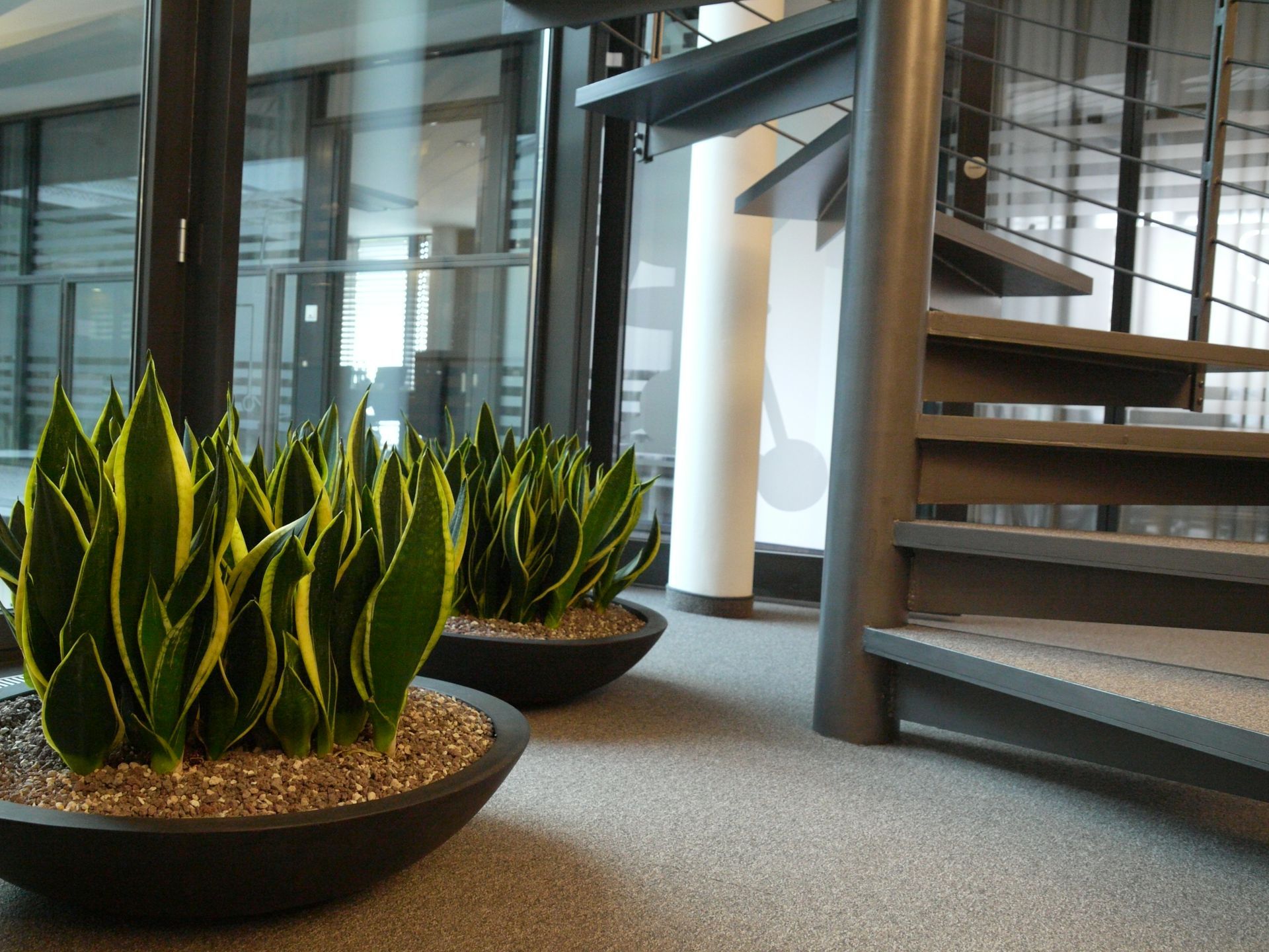 Grüne Pflanzen in modernen Töpfen im Büro