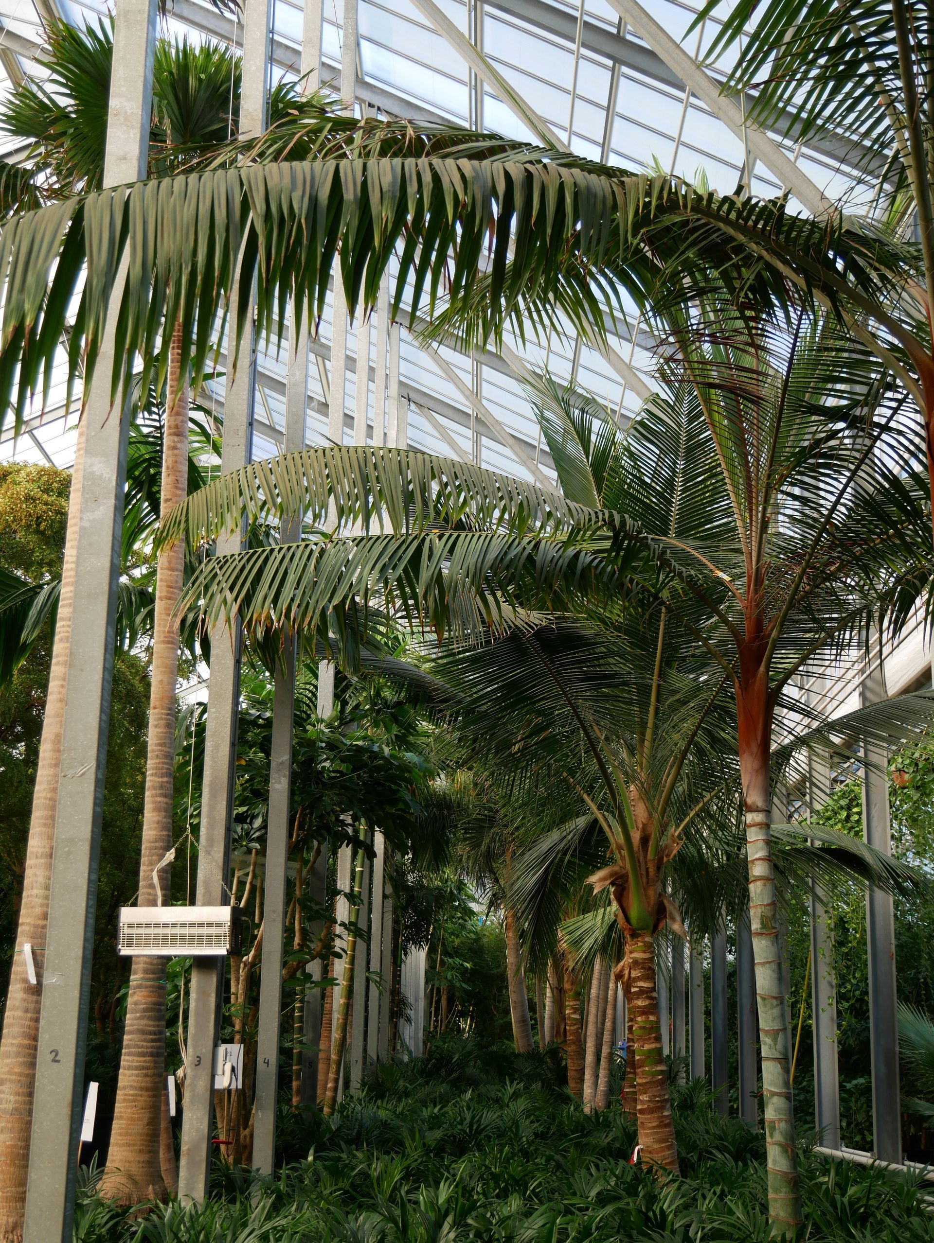 Ein tropischer Garten voller Pflanzen.