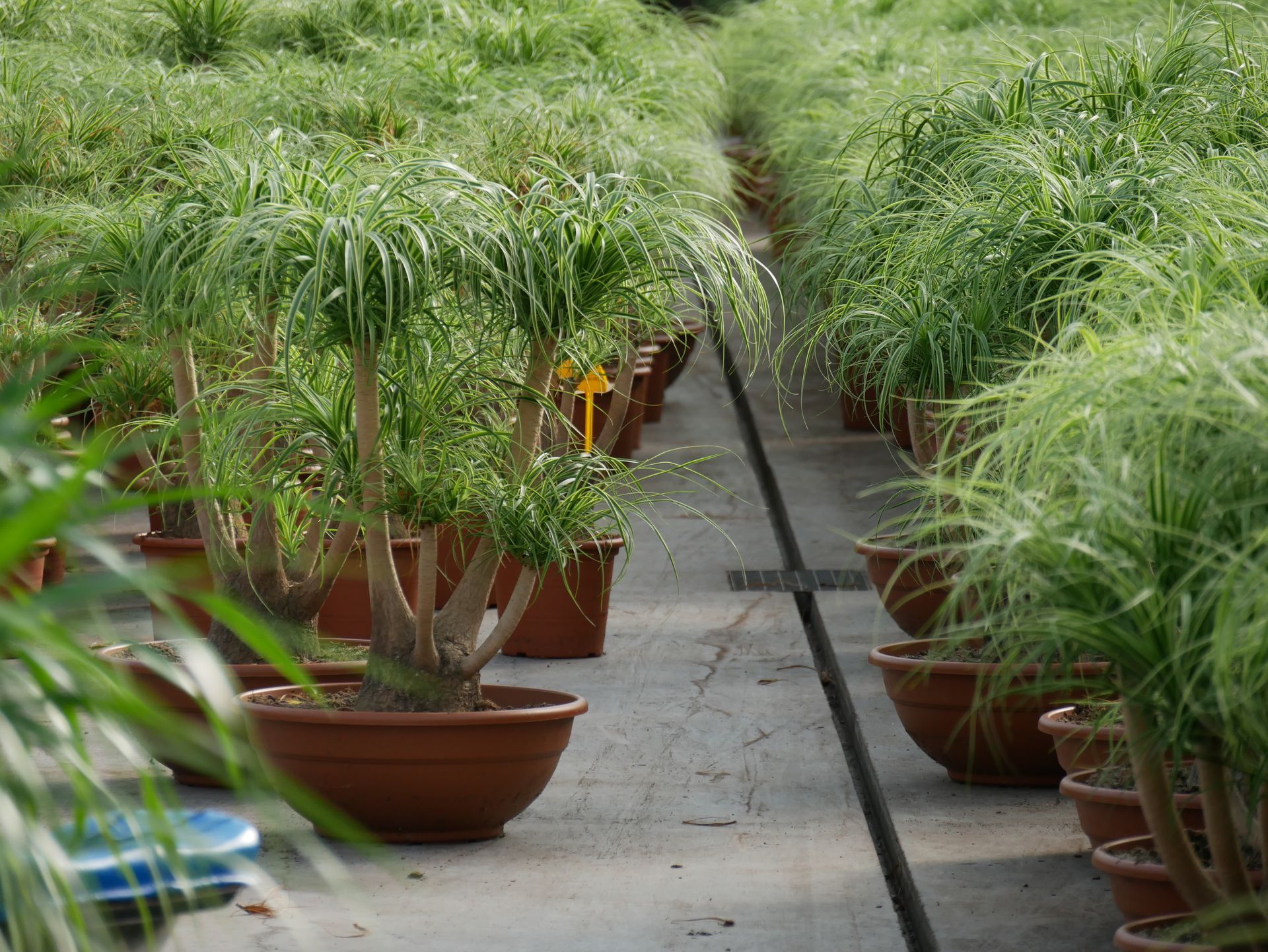 Eine Reihe von grünen Pflanzen in Töpfen im Gewächshaus.