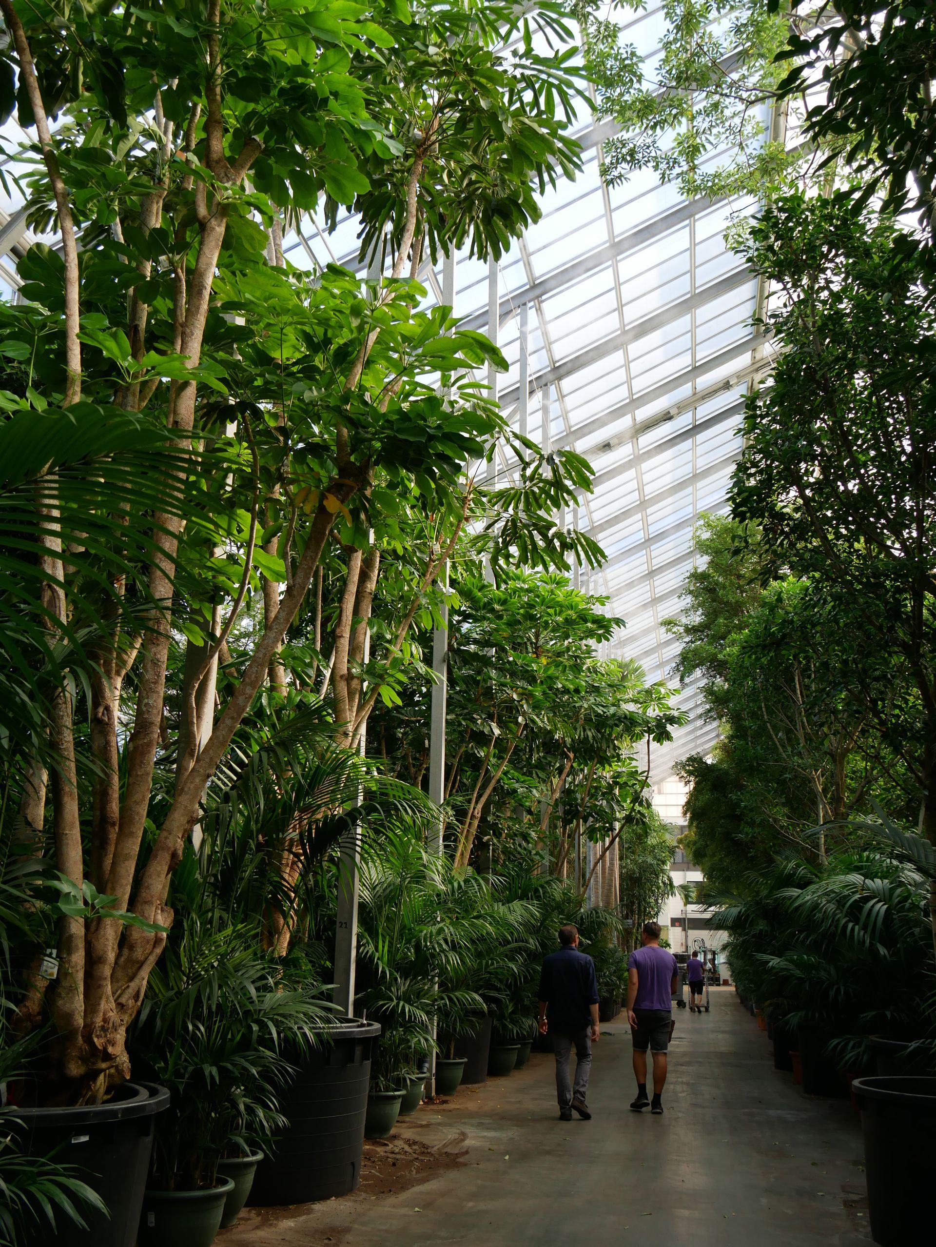 Ein tropischer Garten voller Pflanzen.