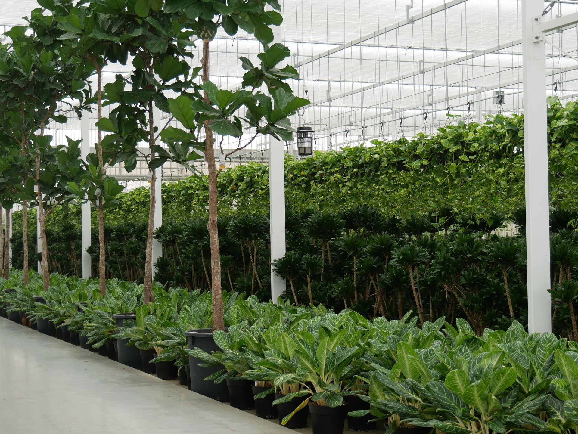 Ein tropischer Garten voller Pflanzen.