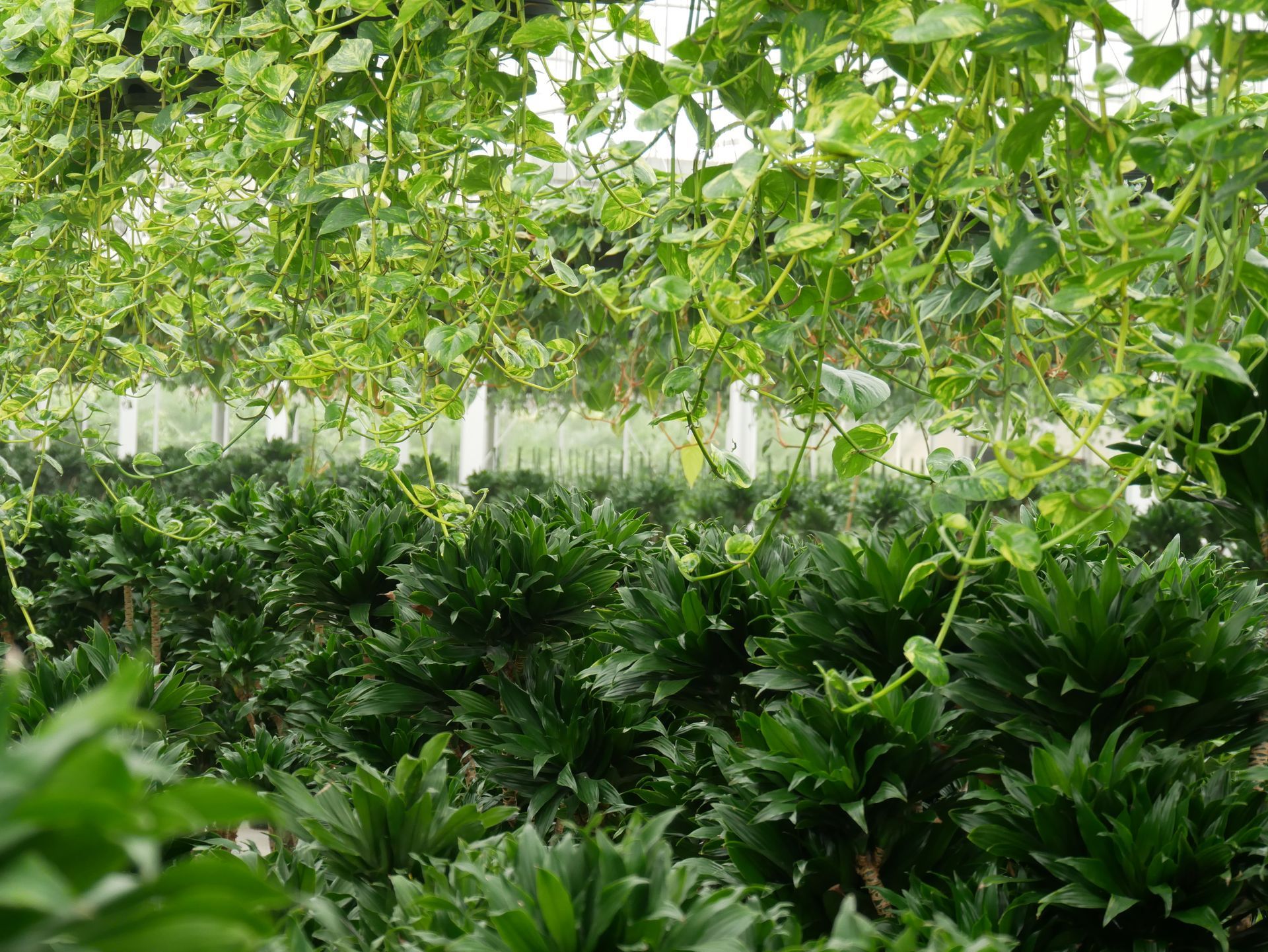Zwei Männer an einem Glastisch mit Pflanzen im Hintergrund, arbeiten gemeinsam an Dokumenten