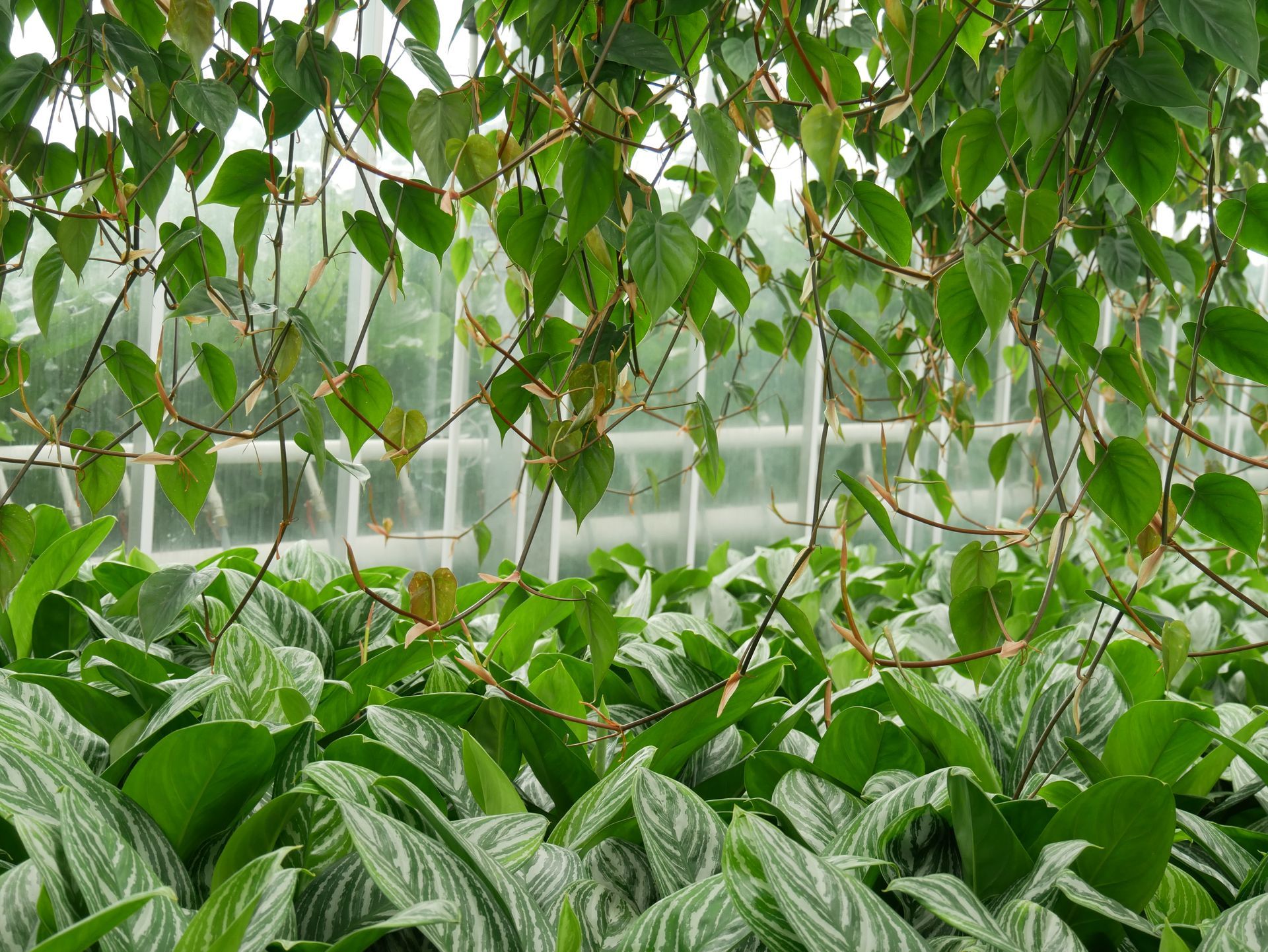 Ein tropischer Garten voller Pflanzen.