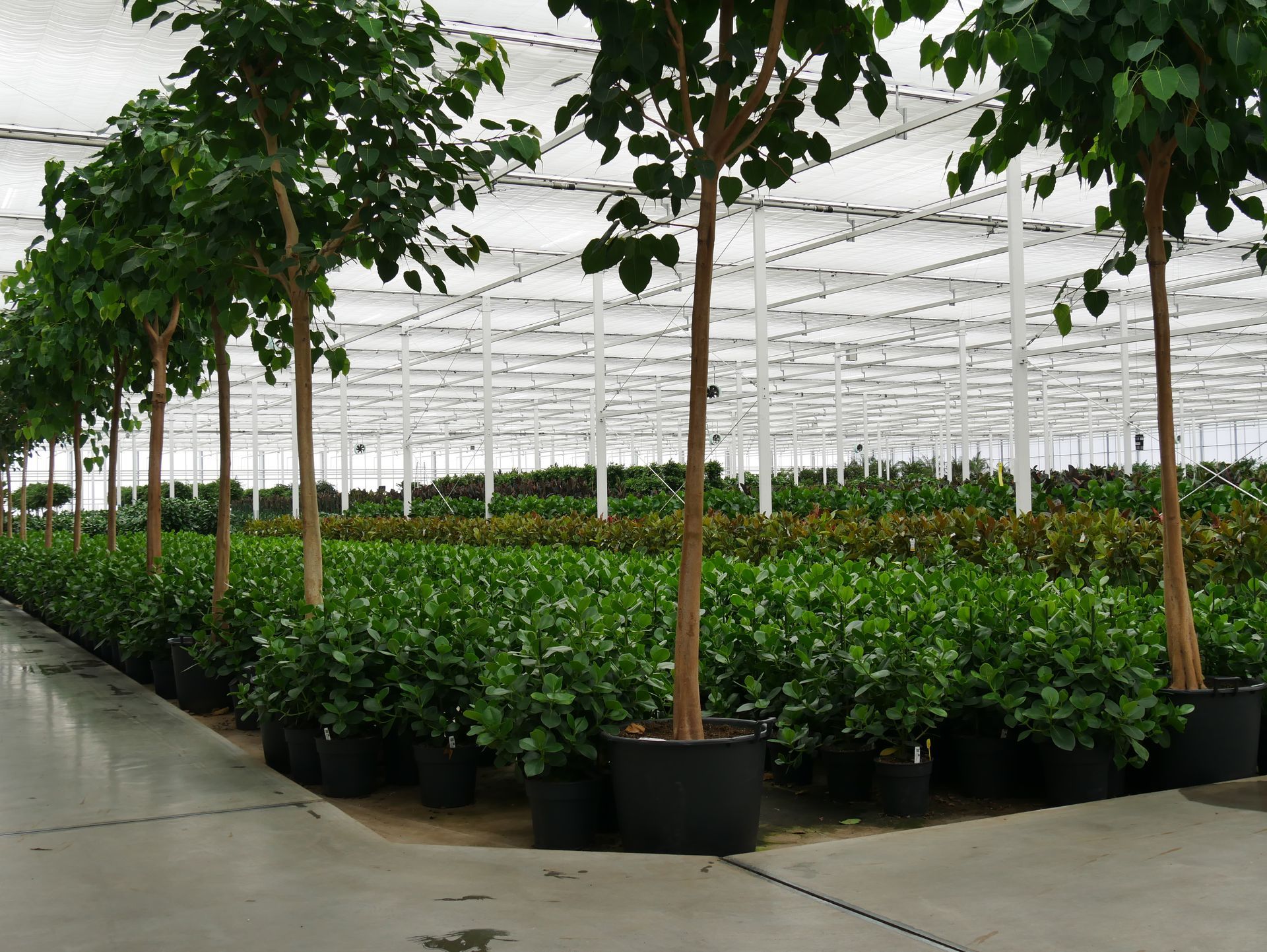 Ein tropischer Garten voller Pflanzen.