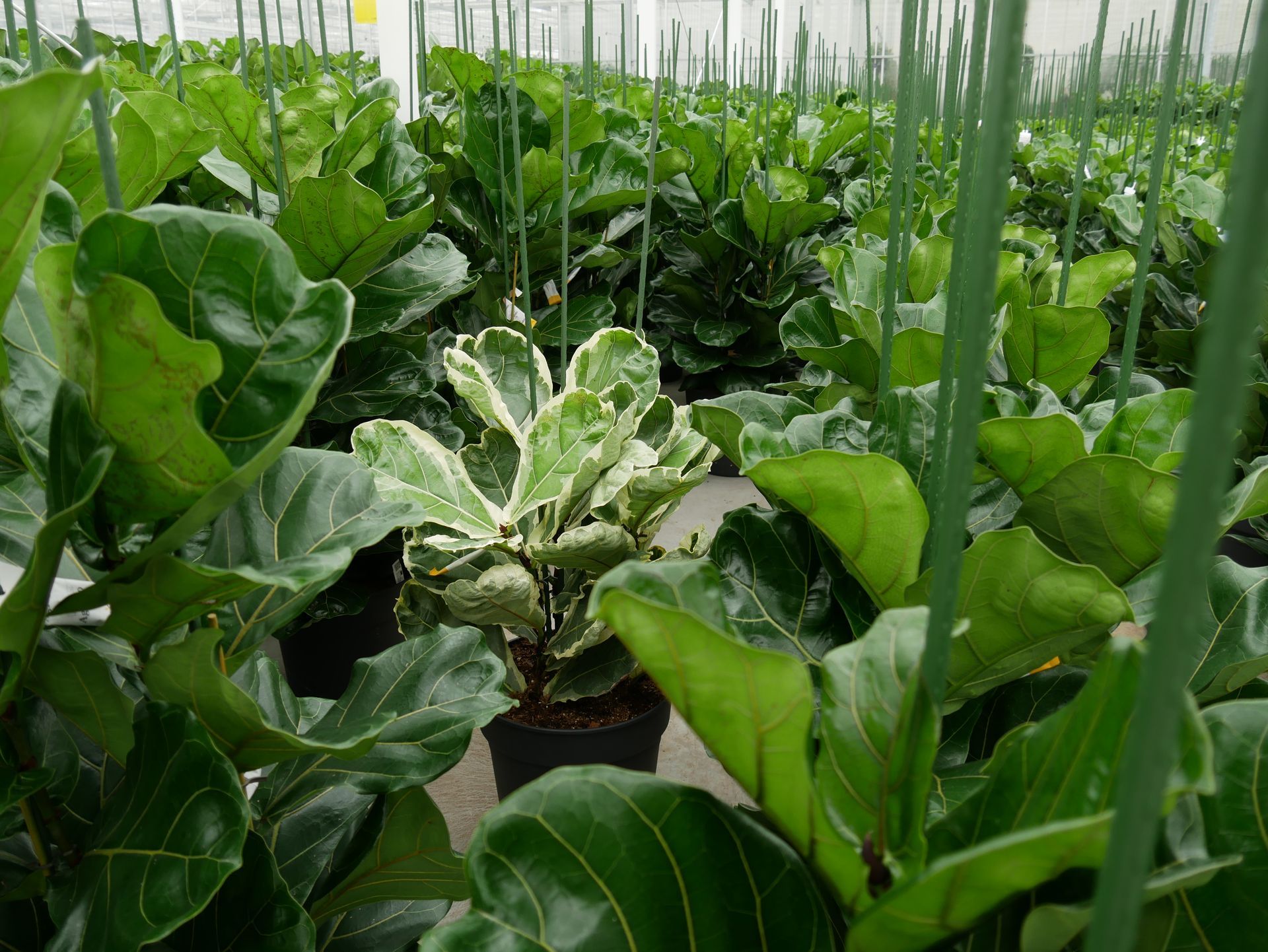 Ein tropischer Garten voller Pflanzen.