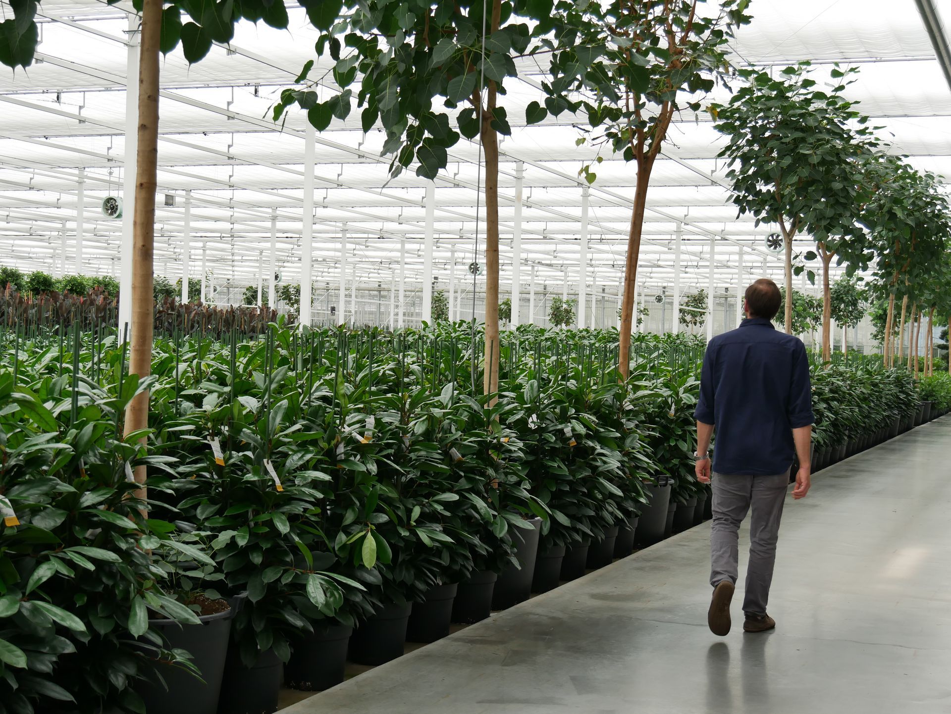 Eine Reihe von grünen Pflanzen in Töpfen im Gewächshaus.