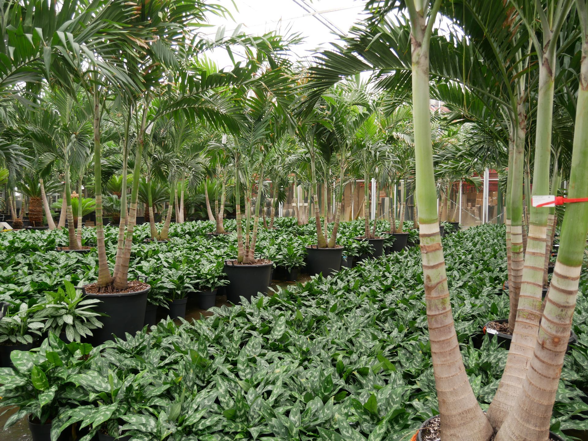 Eine Reihe von grünen Pflanzen in Töpfen im Gewächshaus.