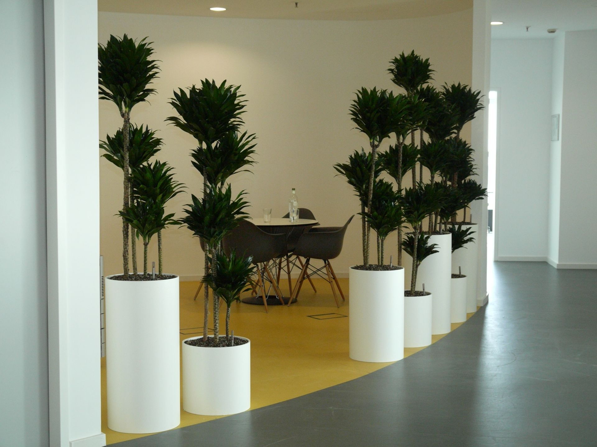 Moderne Pflanzen in weißen Blumentöpfen im Innenraum.