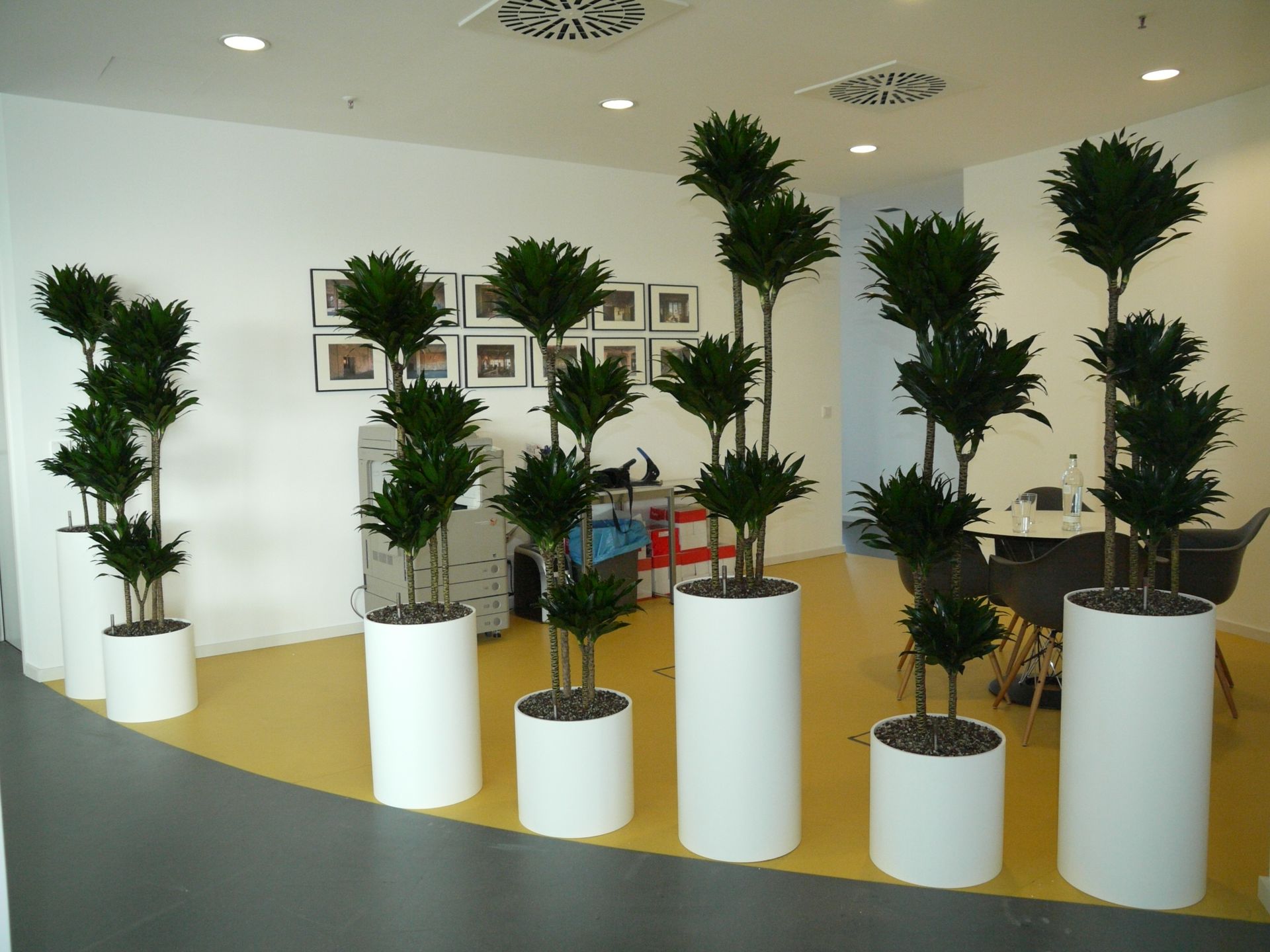 Moderne Pflanzen in weißen Blumentöpfen im Innenraum.