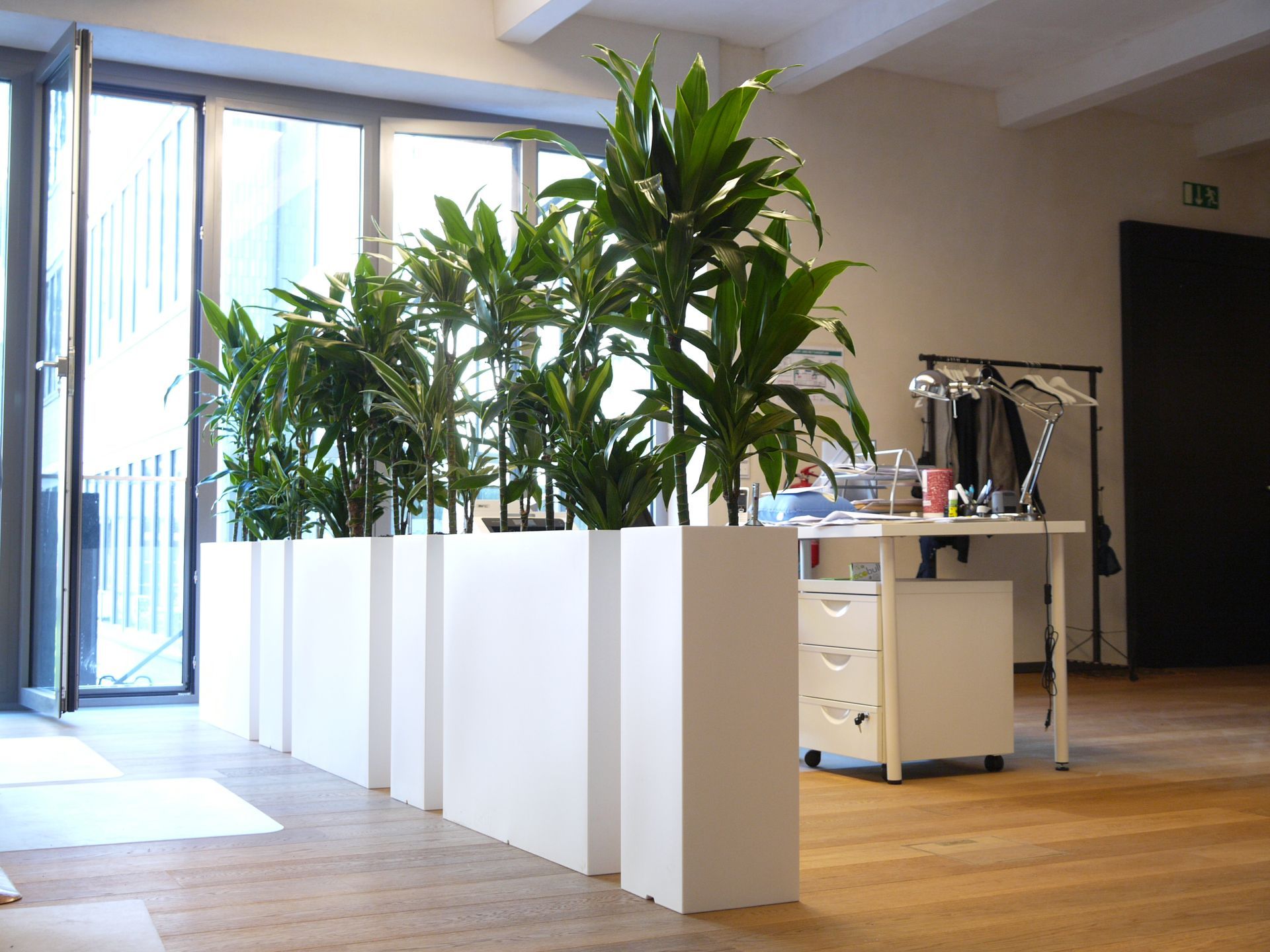 Moderne Pflanzen in weißen Blumentöpfen im Innenraum.