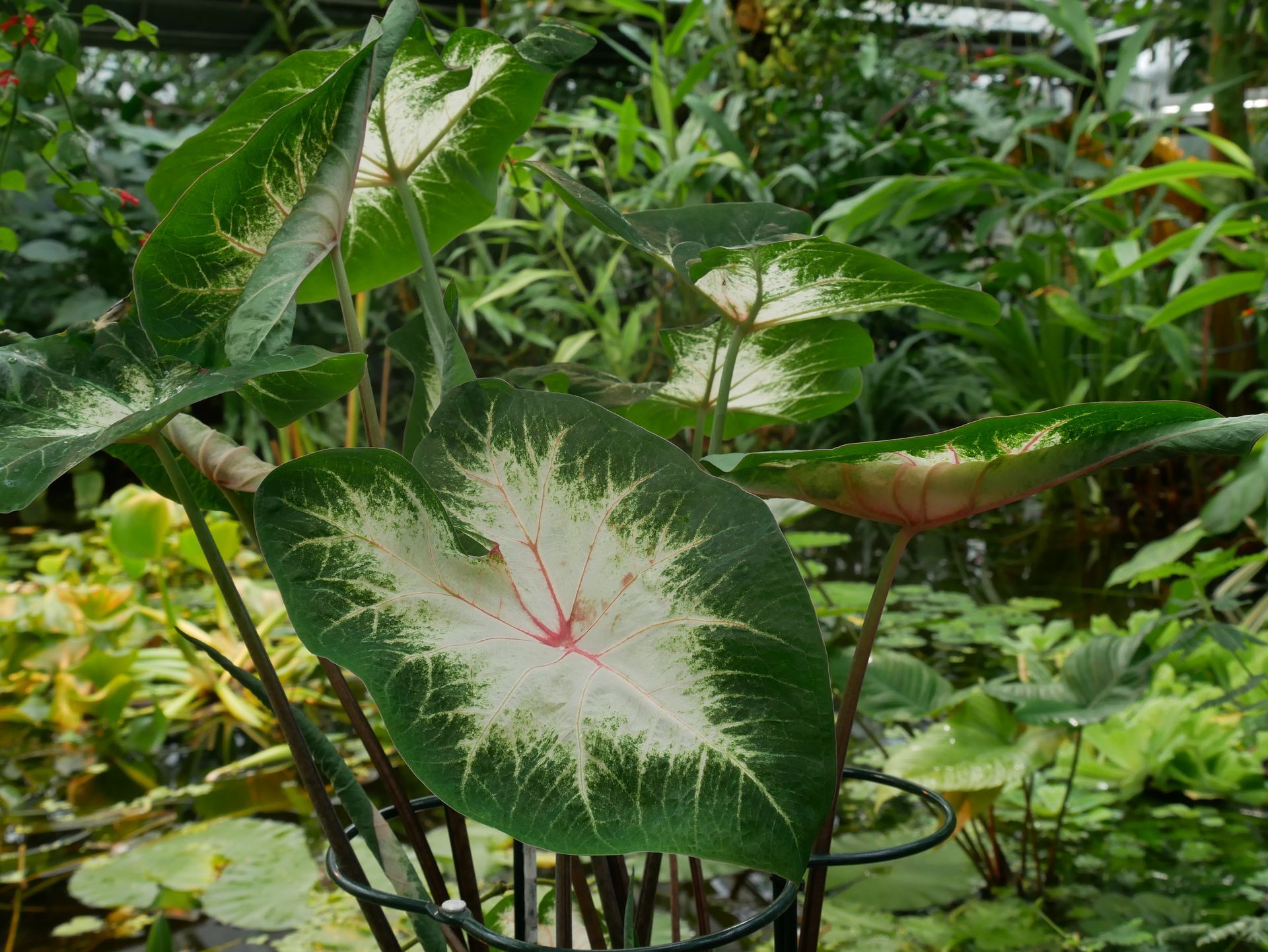 Grünes Blatt mit weißen Adern in einem Gewächshaus