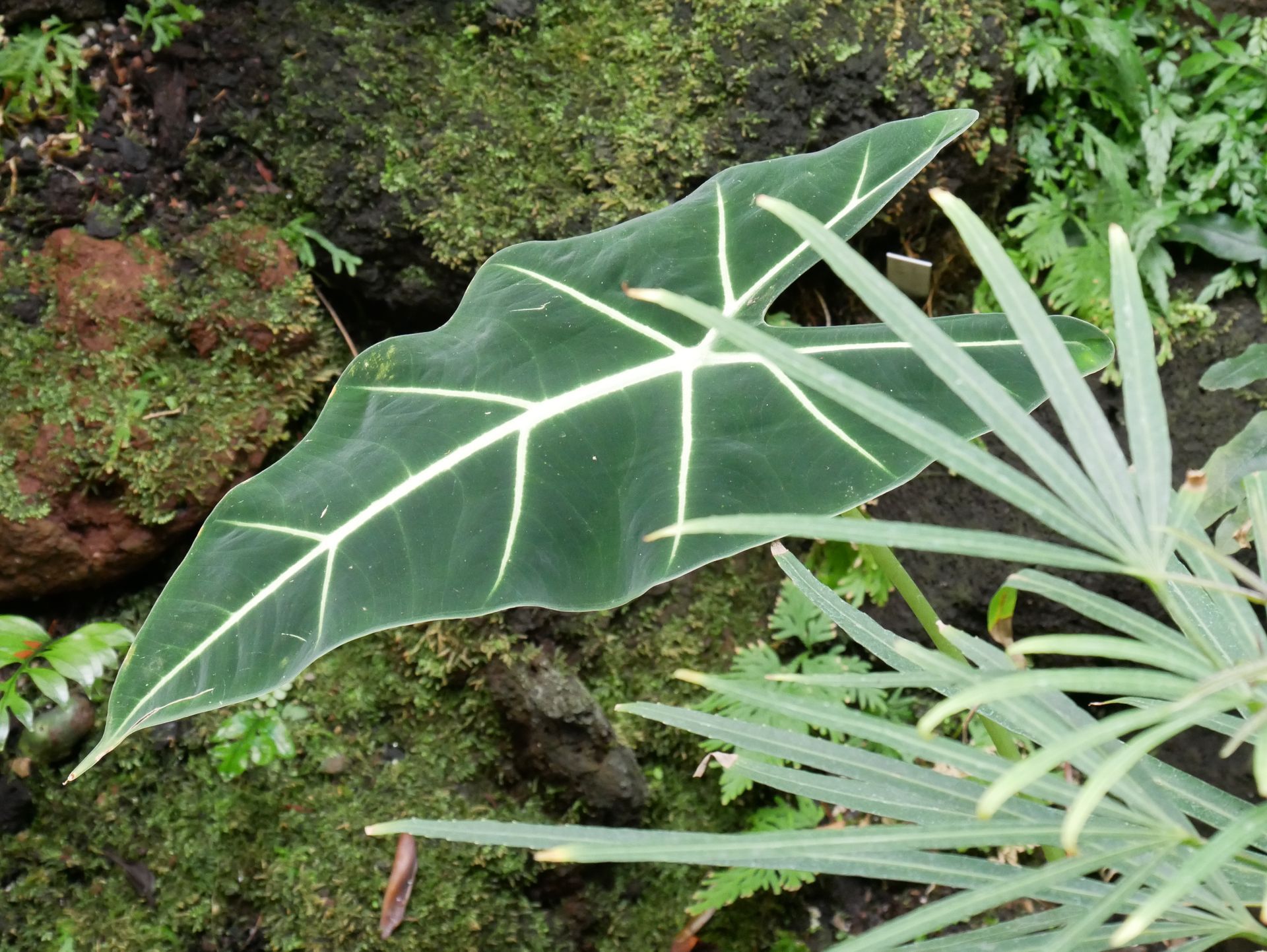 Nahaufnahme eines großen grünen Blattes mit auffälligen Adern.