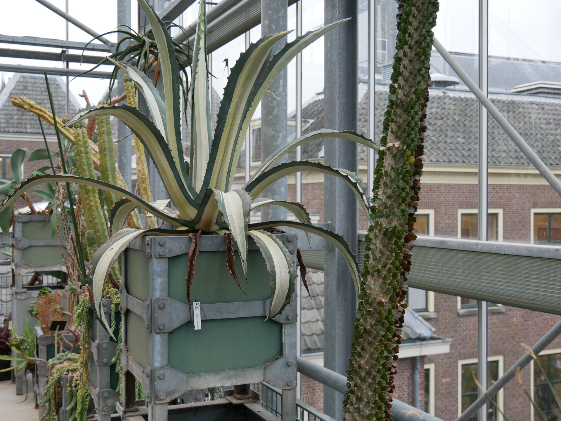 Grüne Pflanzen und Palmen in einem modernen Glashaus.