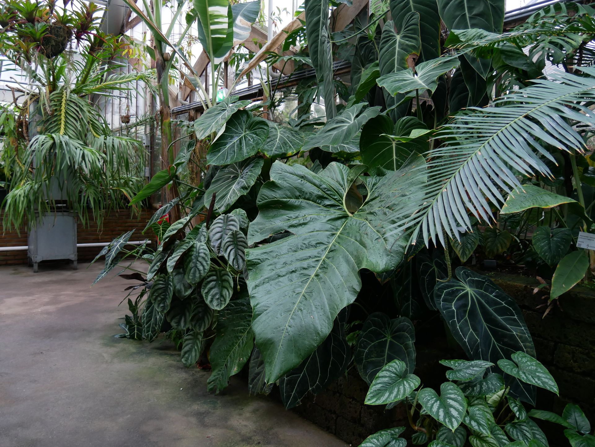 Innenansicht eines tropischen Gartens mit üppigem Pflanzenwachstum