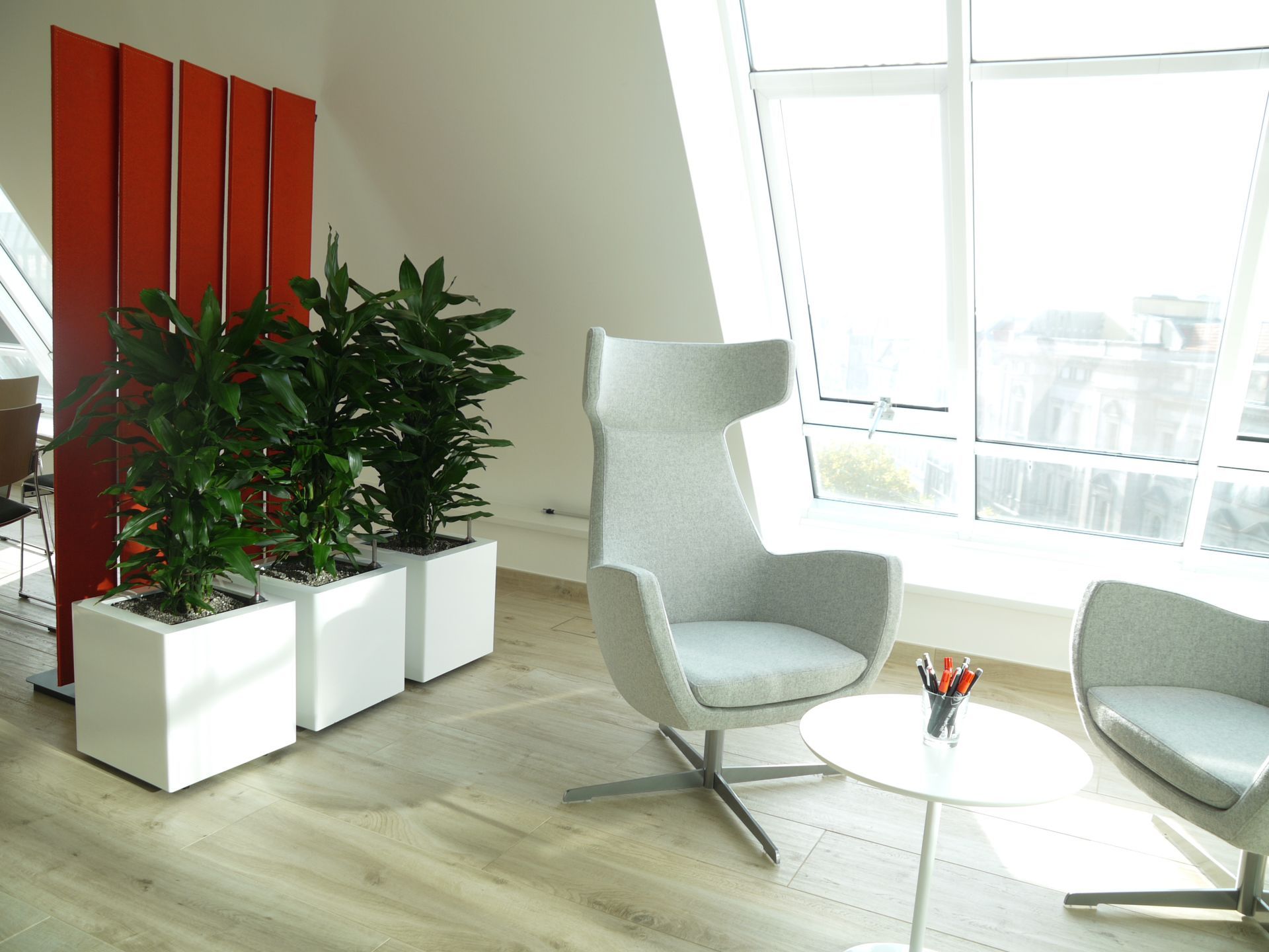 Moderne Pflanzen in weißen Blumentöpfen im Innenraum.