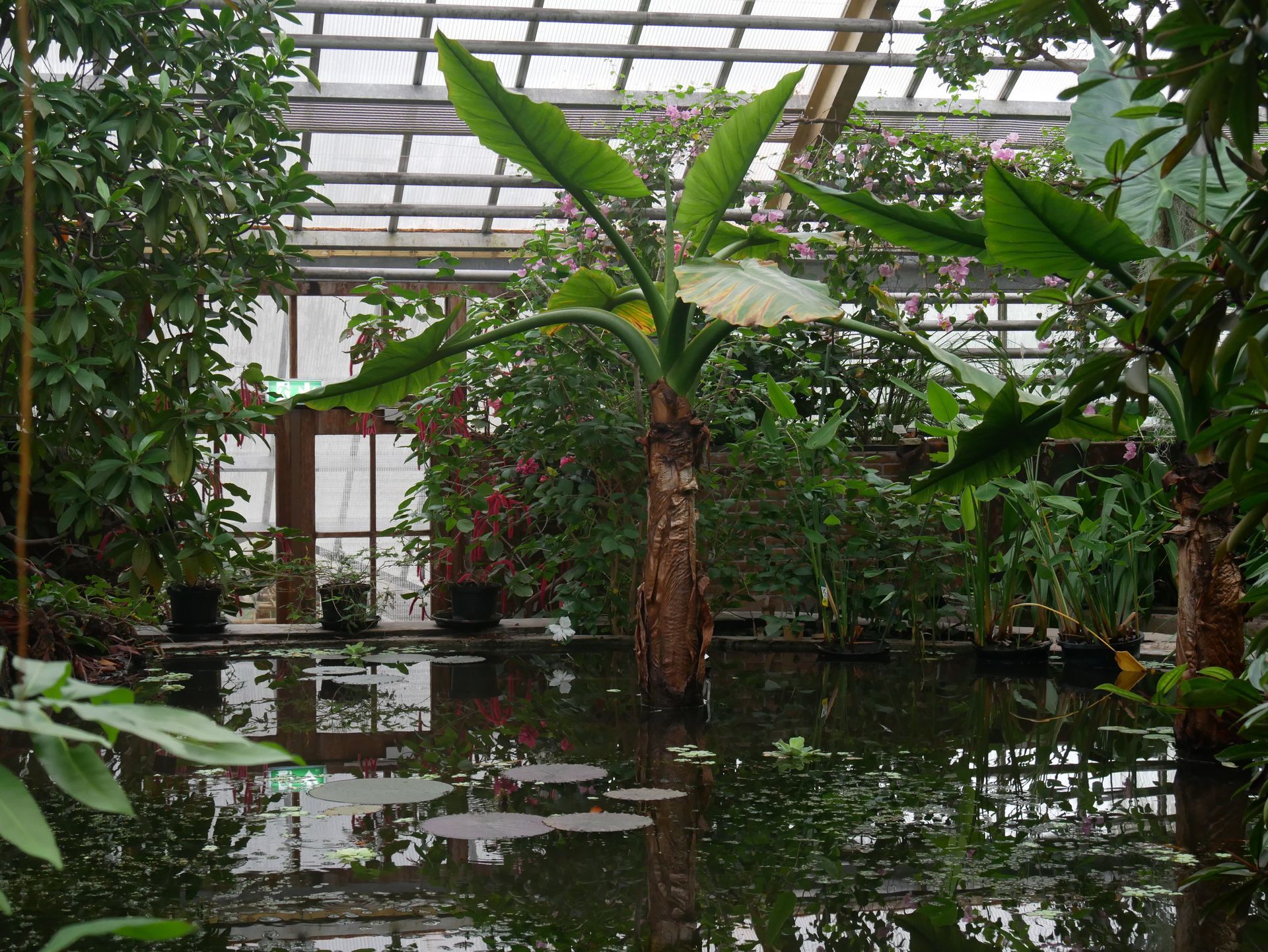 Ein tropischer Garten voller Pflanzen.