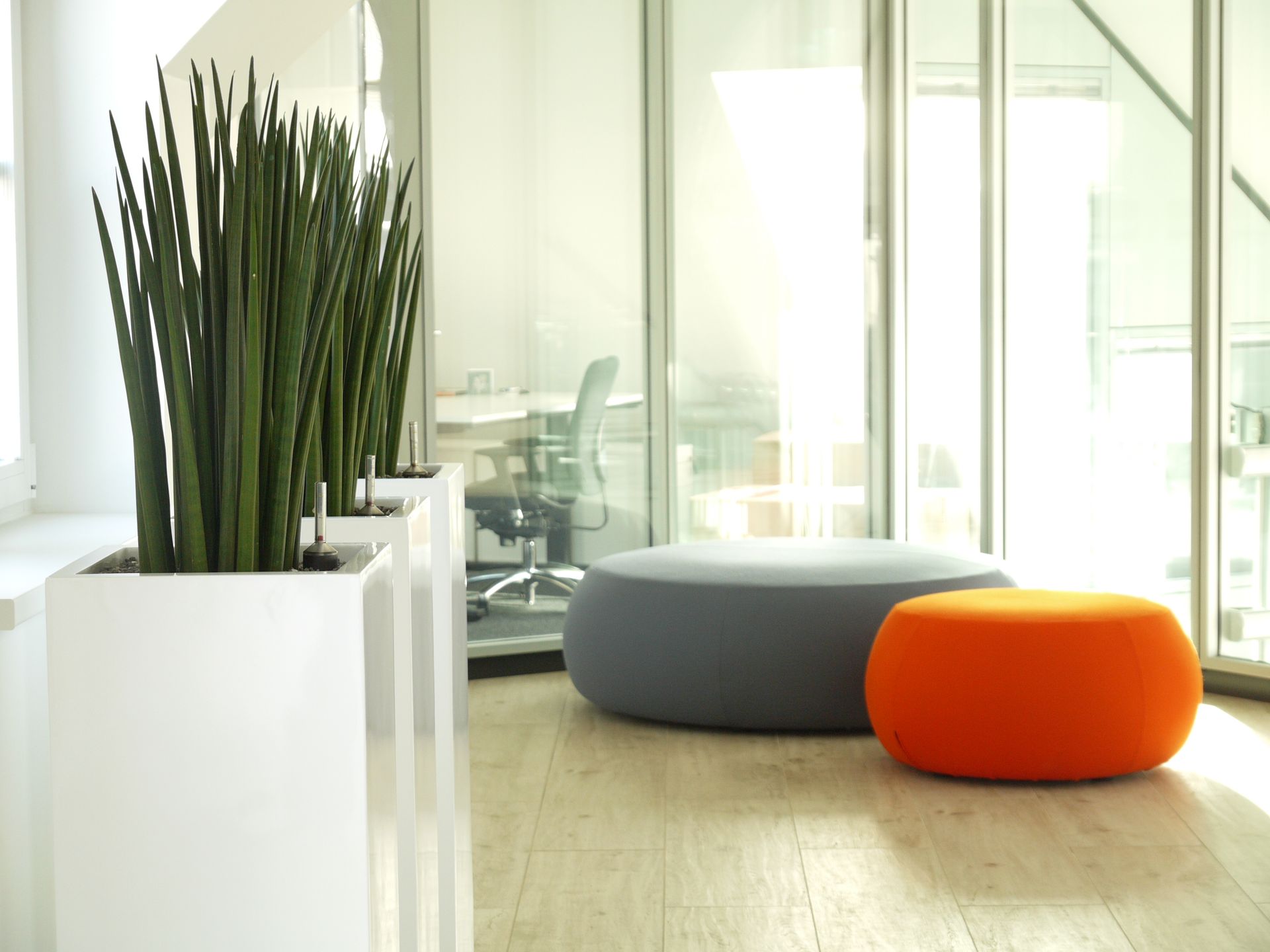 Moderne Pflanzen in weißen Blumentöpfen im Innenraum.