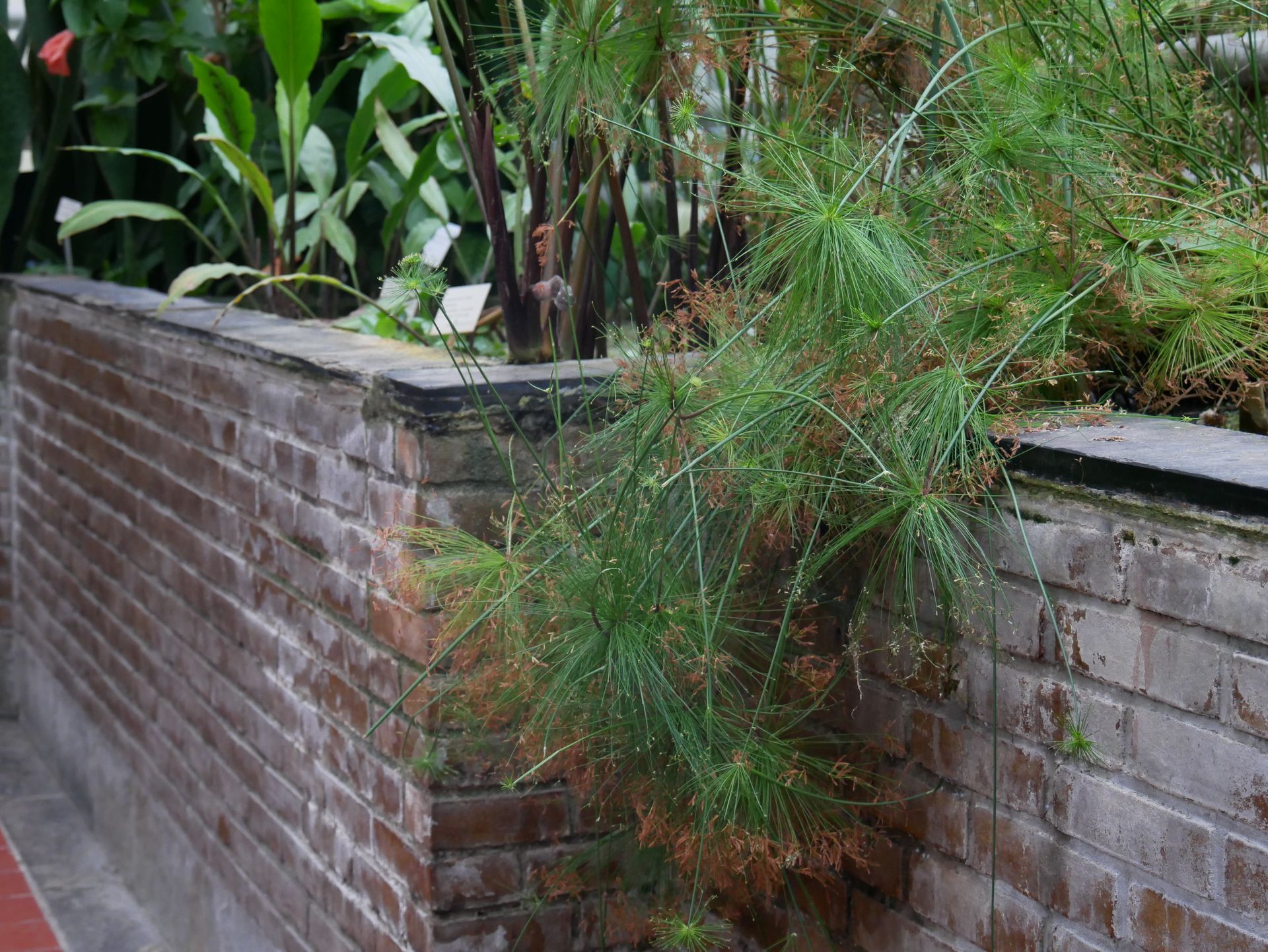 Ein tropischer Garten voller Pflanzen.