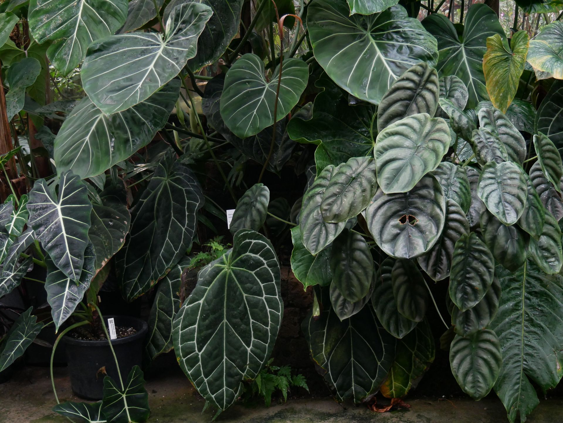 Ein tropischer Garten voller Pflanzen.