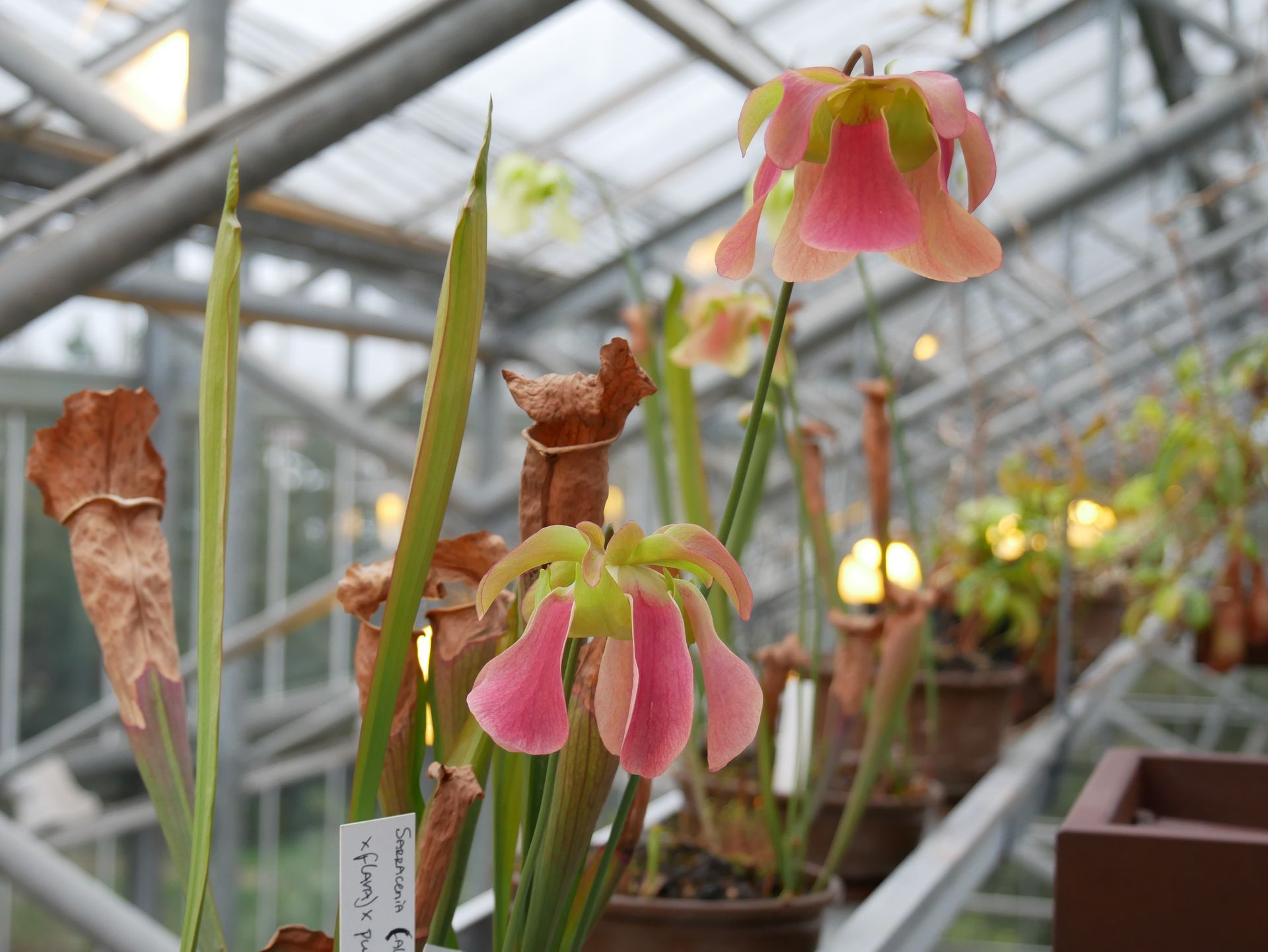 Eine schöne fleischfressende Pflanze in einem Gewächshaus.