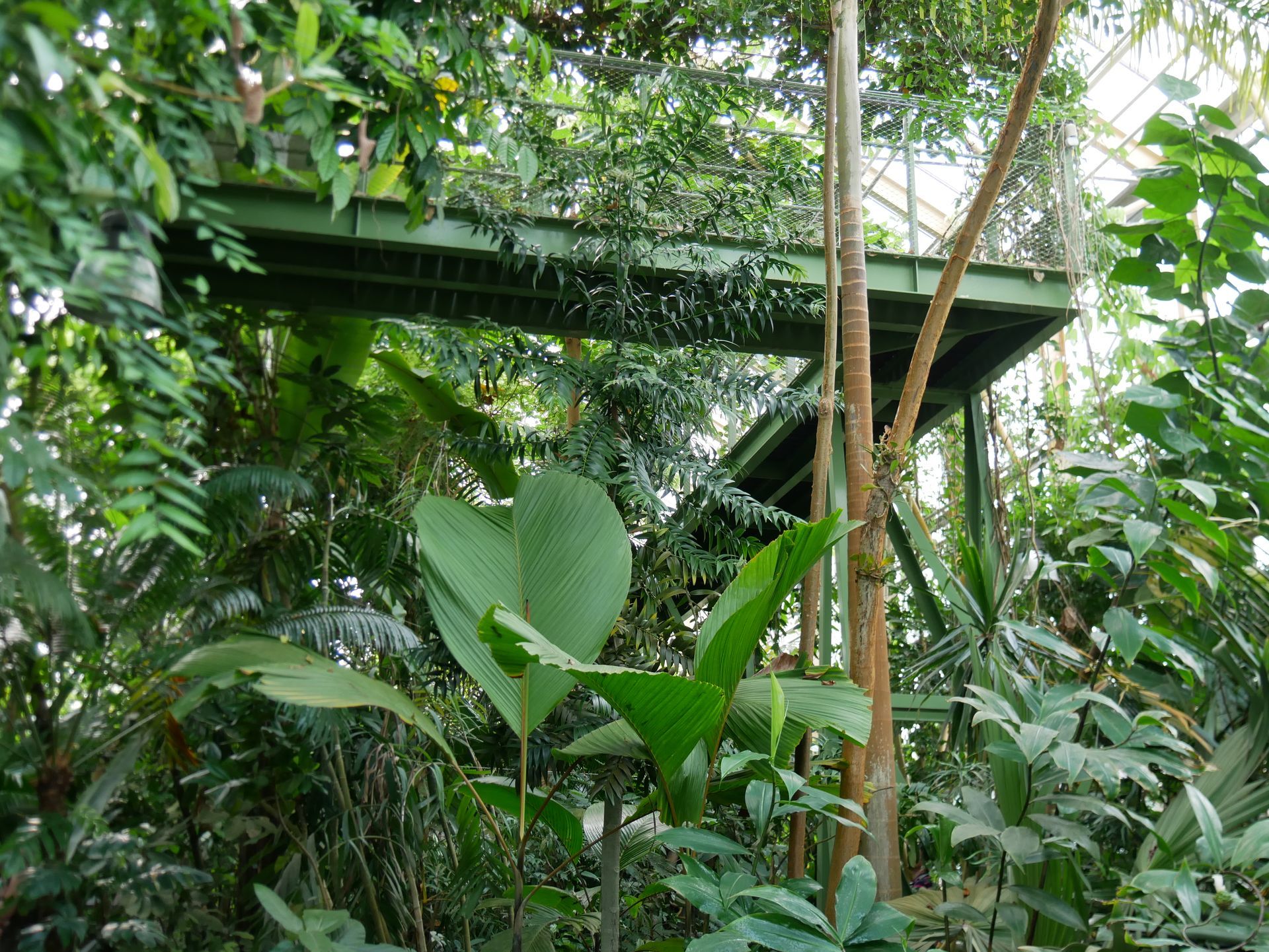 Ein tropischer Garten voller Pflanzen.