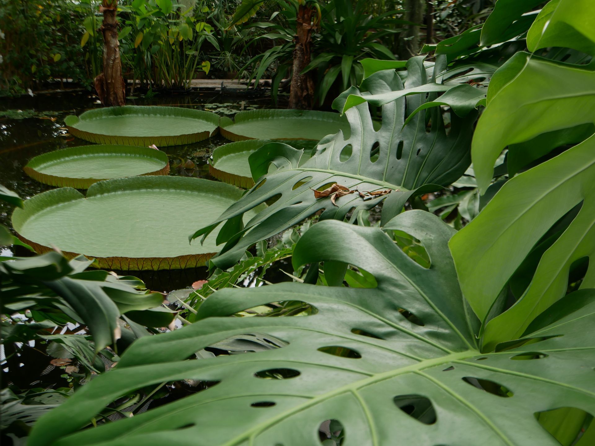 Ein tropischer Garten voller Pflanzen.