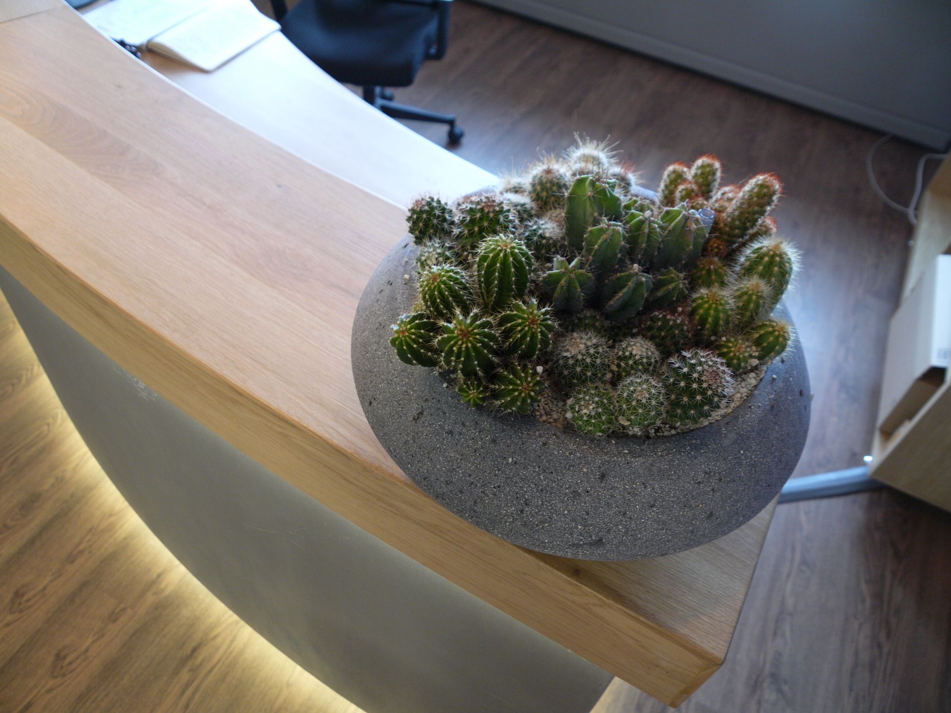 Ein runder Pflanzkübel aus Beton, gefüllt mit verschiedenen kleinen Kakteen