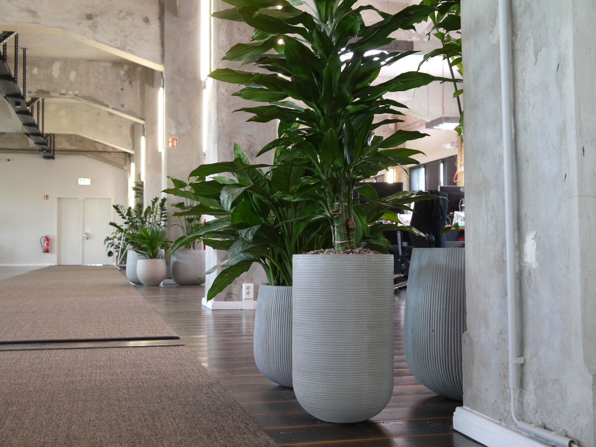 Moderne Blumentöpfe im Büro mit grünen Pflanzen.