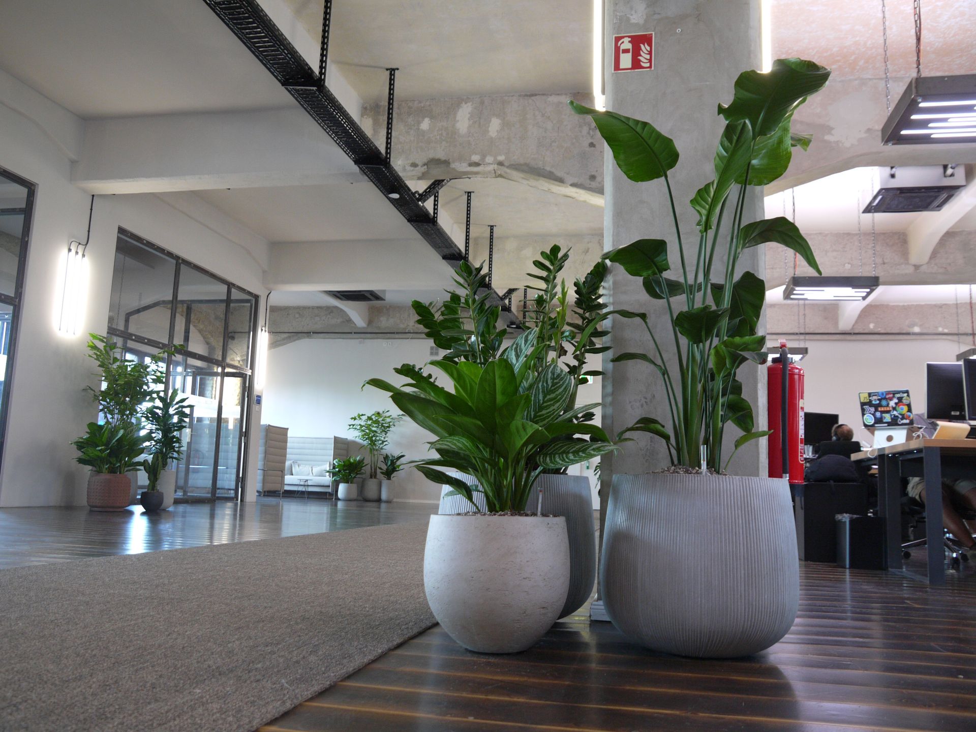 Modernes Büro mit grünen Pflanzen 