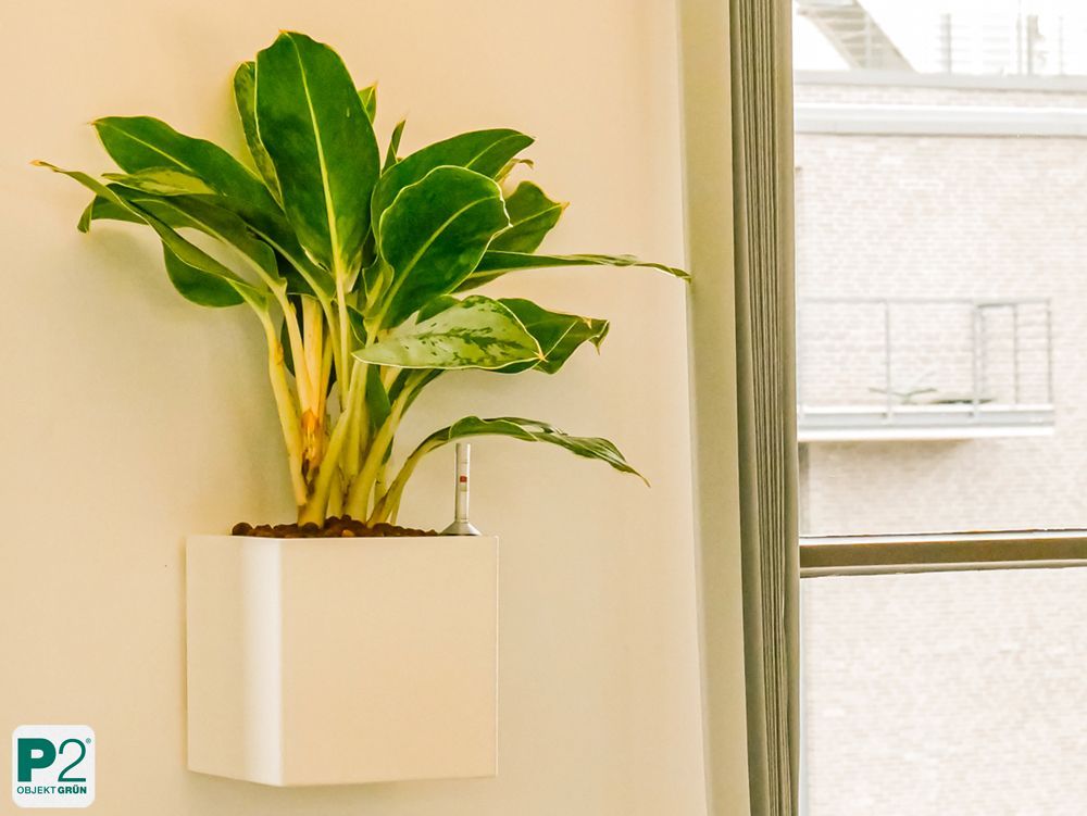 Eine grüne Topfpflanze in einem weißen quadratischen Wandtopf