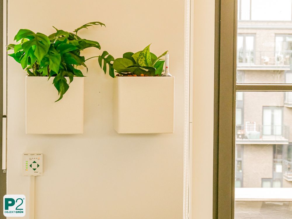 Eine grüne Topfpflanze in einem weißen quadratischen Wandtopf
