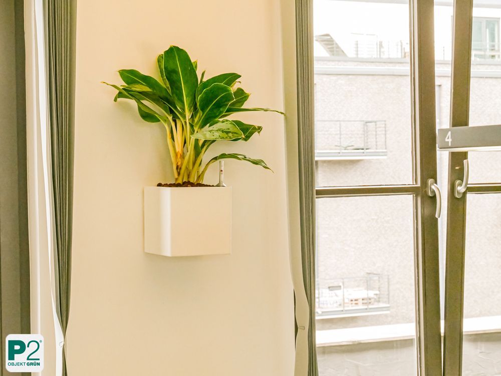 Eine grüne Topfpflanze in einem weißen quadratischen Wandtopf