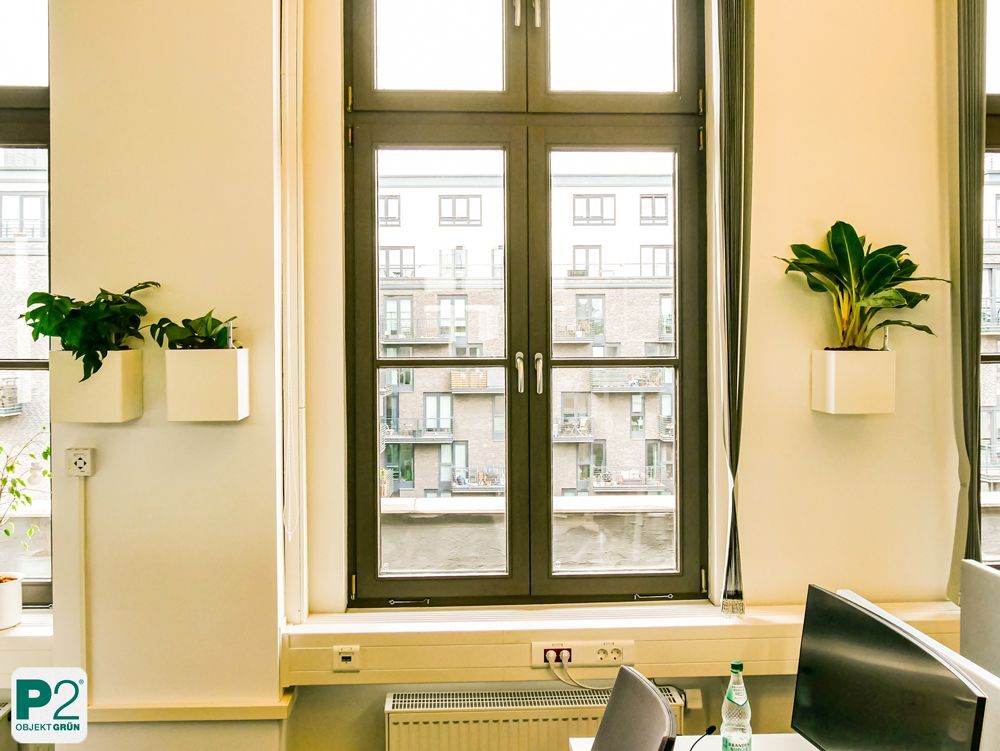 Eine grüne Topfpflanze in einem weißen quadratischen Wandtopf