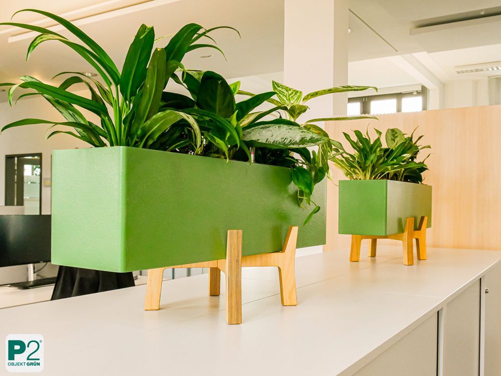 Zwei moderne grüne, rechteckige Pflanzgefäße mit grünen Zimmerpflanzen stehen auf Holzständern