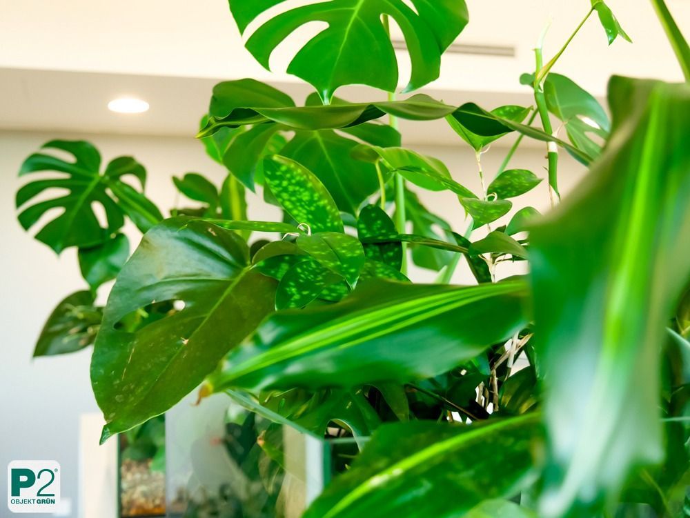 Nahaufnahme von grünen Pflanzen mit Monstera-Blättern.
