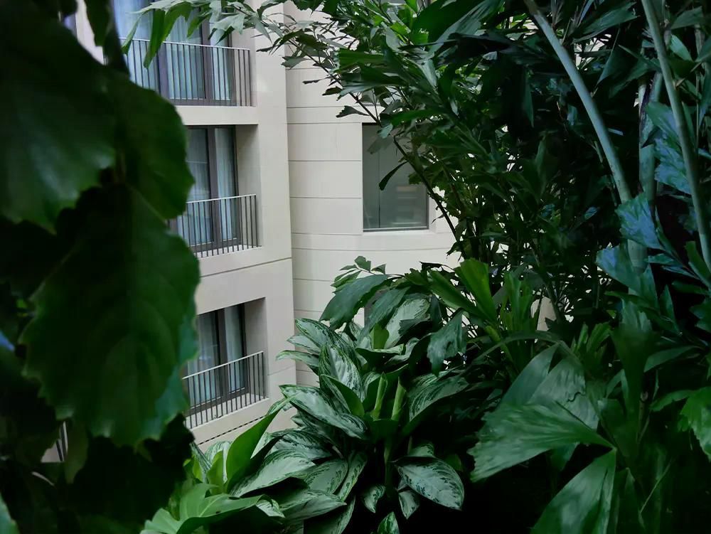 Blick auf grüne Pflanzen und Fenster eines modernen Gebäudes