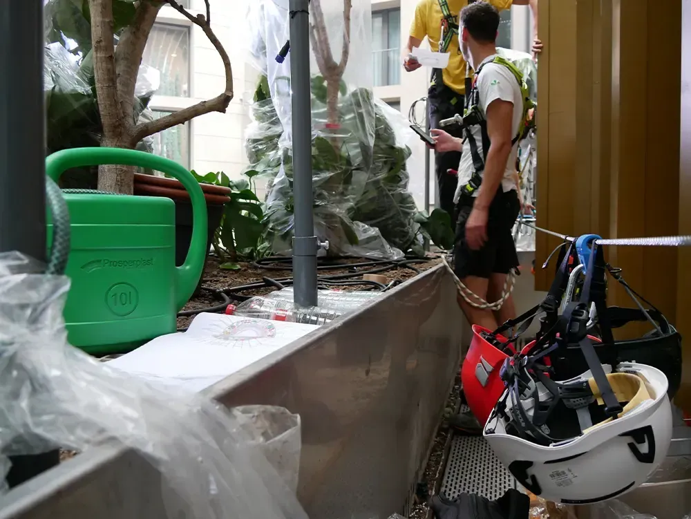 Mann mit Kletterausrüstung und Helm neben bepflanztem Innenhof, Pflegearbeiten an großen Bäumen im Gebäude