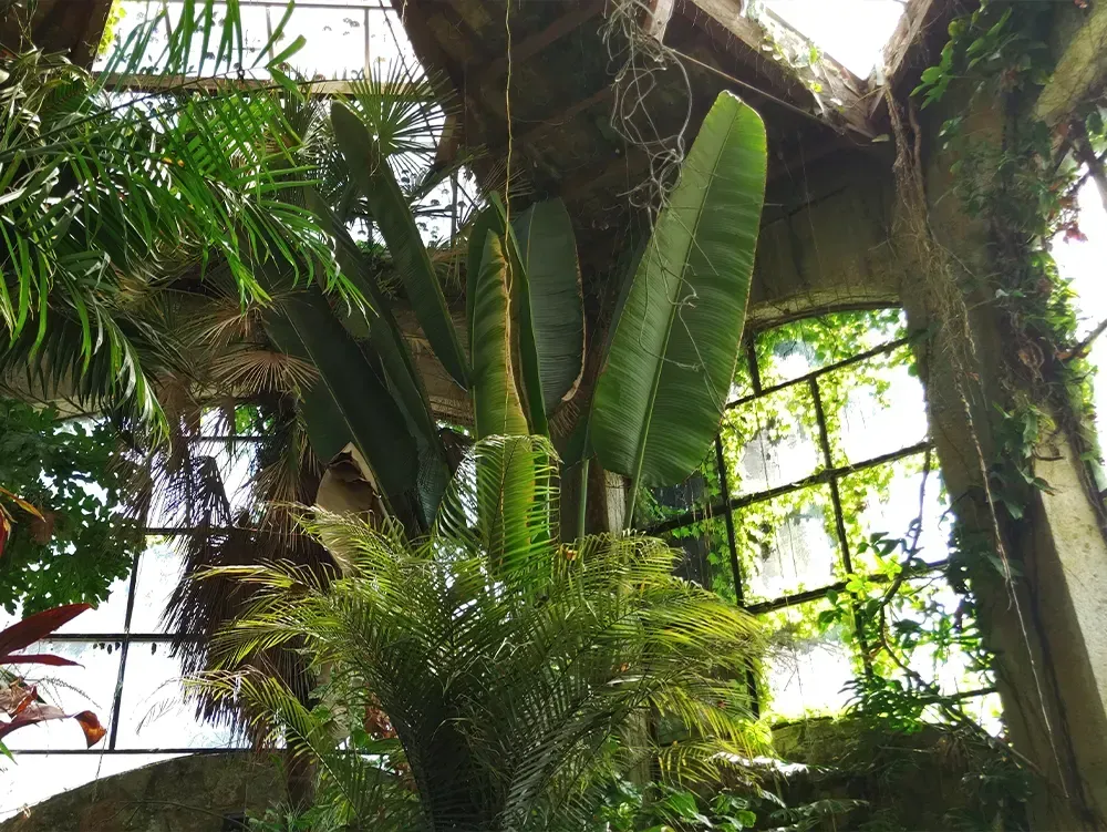 Innenansicht eines tropischen Gartens mit üppigem Pflanzenwachstum