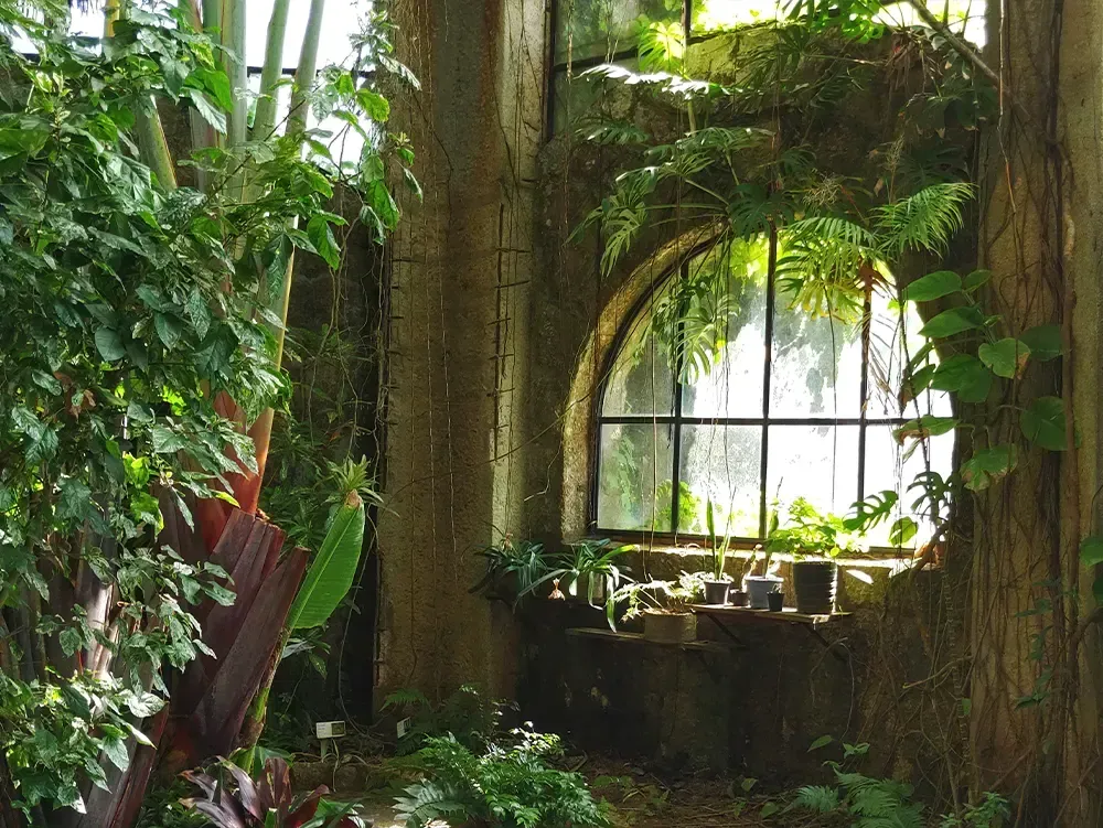 Mehrere Pflanzen und ein lichtdurchflutetes Fenster