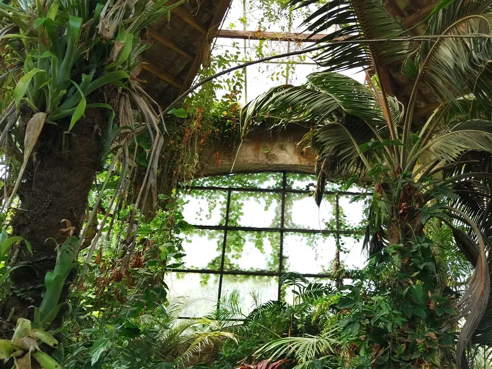 Verschiedene Palmen und Pflanzen in einem Gewächshaus