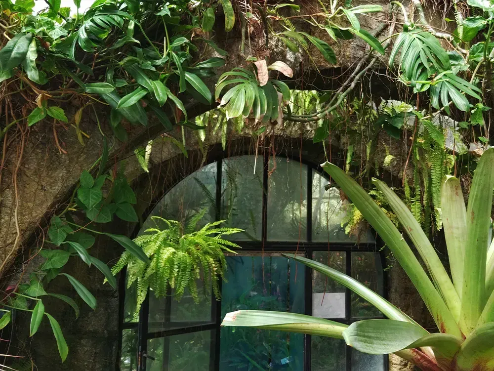 Steinbögen mit Pflanzen überwuchert