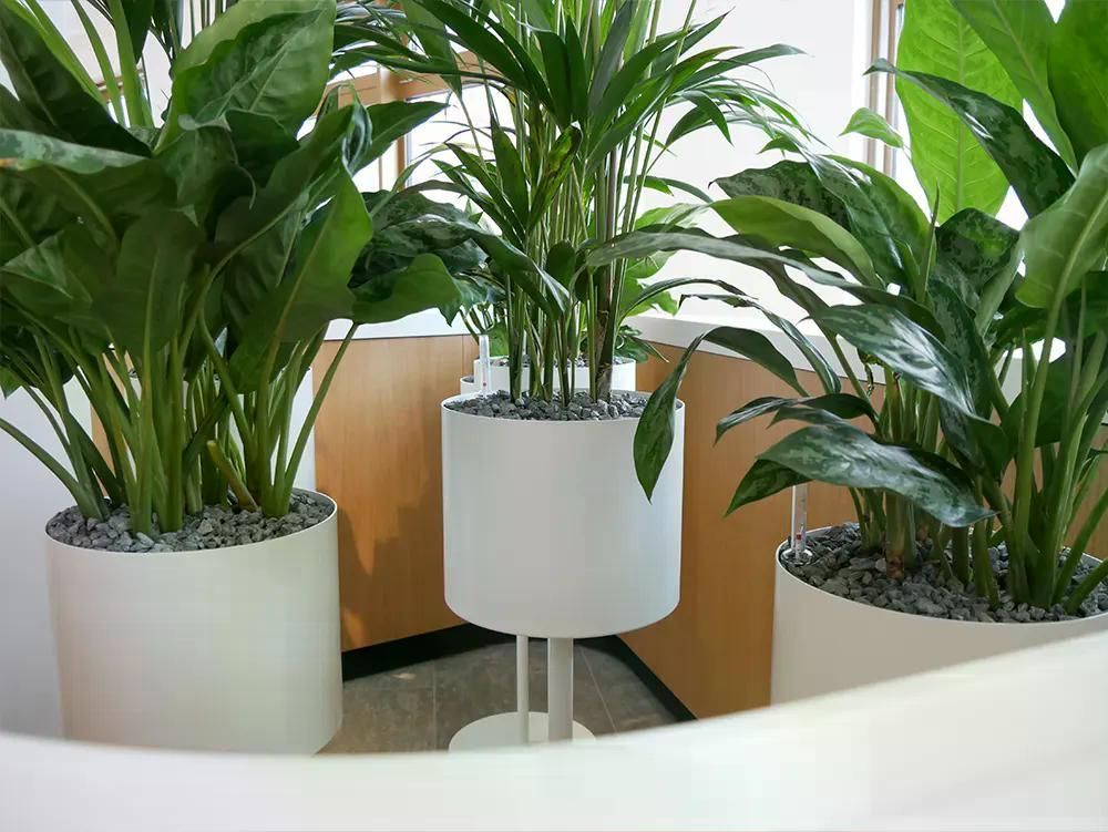 Drei große grüne Zimmerpflanzen in weißen, modernen Pflanzgefäßen mit Kies, in einem hellen Innenraum