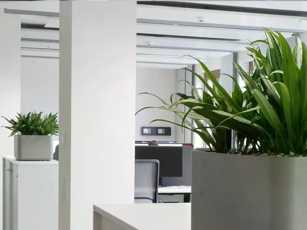 Grüne Pflanzen in weißen Pflanzgefäßen in einem modernen Büro mit Schreibtischen und Computern