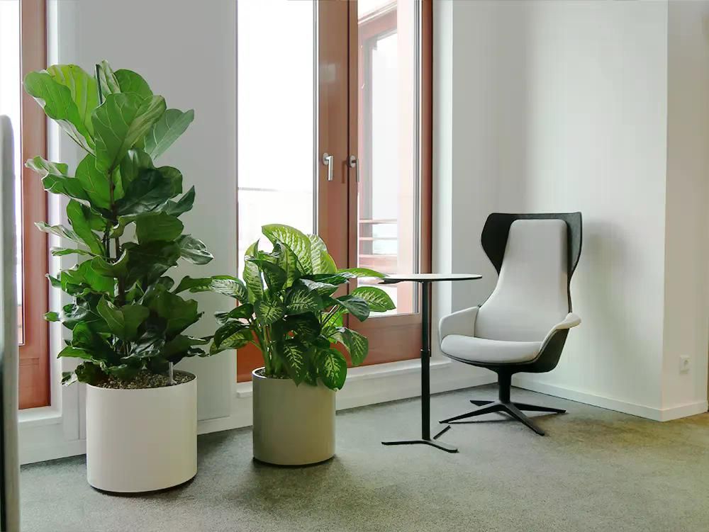 Zwei große Zimmerpflanzen in weißen Töpfen neben einem modernen grauen Sessel mit schwarzem Gestell in einem hellen Raum