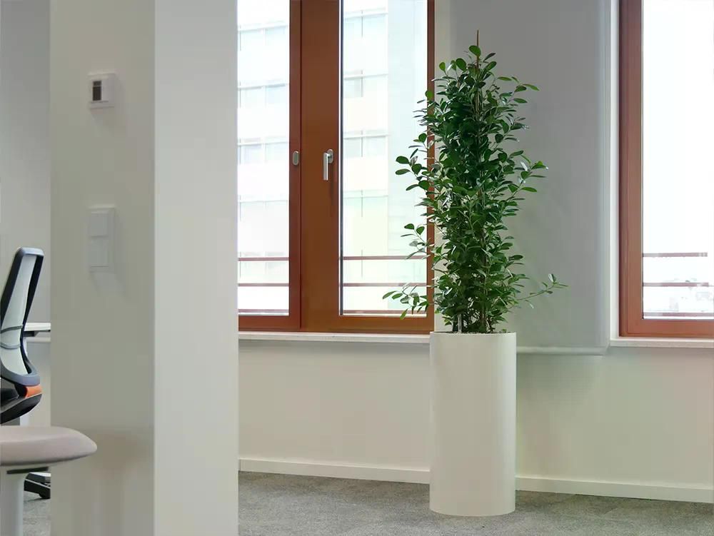 Grüne Zimmerpflanze in hohem weißen Zylinder-Pflanzgefäß vor großen Fenstern in modernem Büro