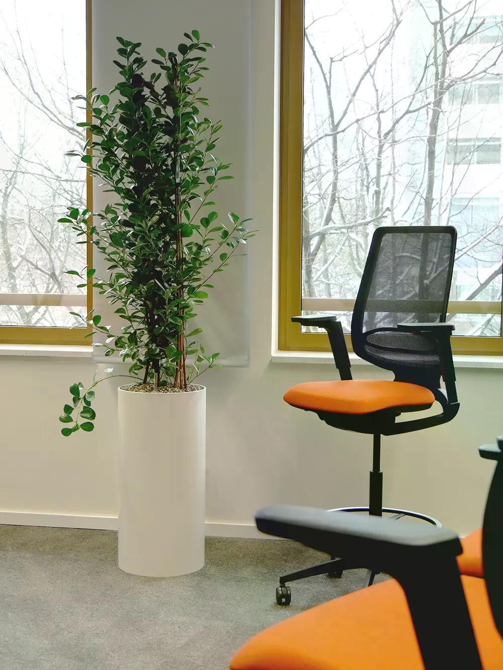Grüne Zimmerpflanze im weißen Zylindertopf neben schwarzem Bürostuhl mit orangefarbener Sitzfläche vor großen Fenstern.