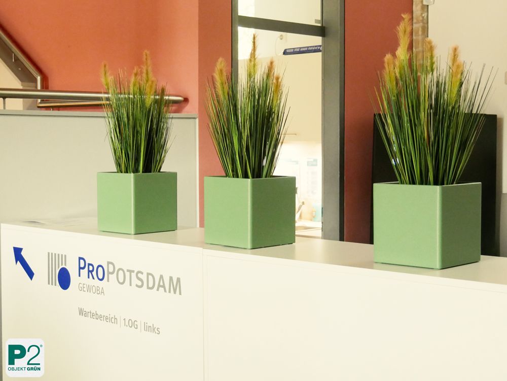 Drei grüne Pflanzen in modernen Töpfen im Wartebereich.