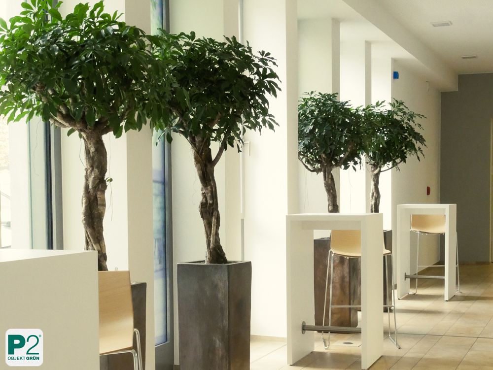 Modernes Büro mit grünen Pflanzen in Töpfen.