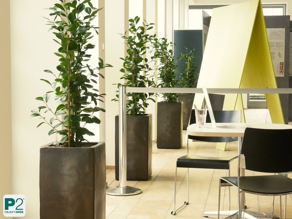 Modernes Büro mit grünen Pflanzen in Töpfen.